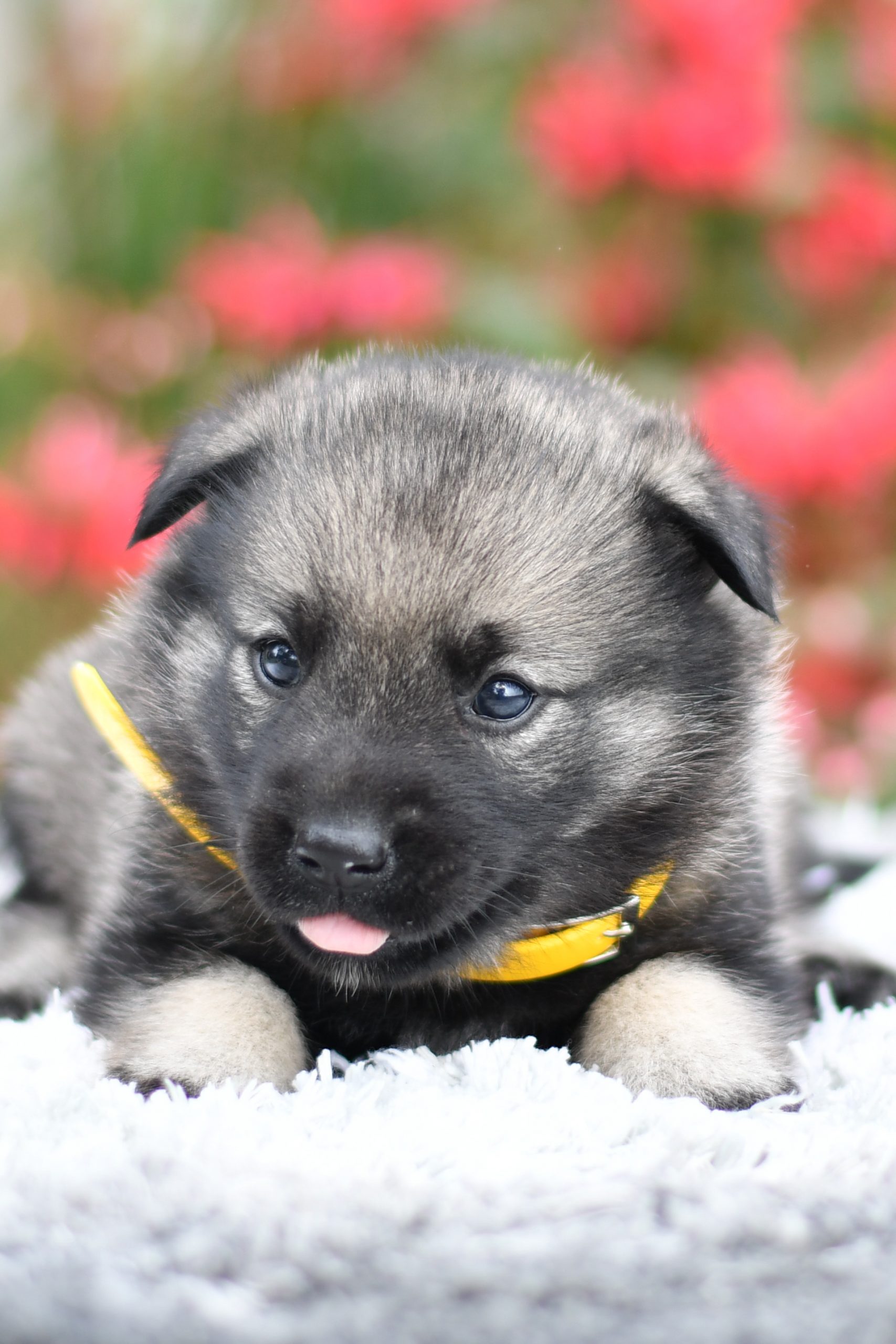 Cute, Cuddely & Adorable Norweigan Elkhound puppy for sale and seeking adoption into a loving furever home! Norweigan Elkhound pups