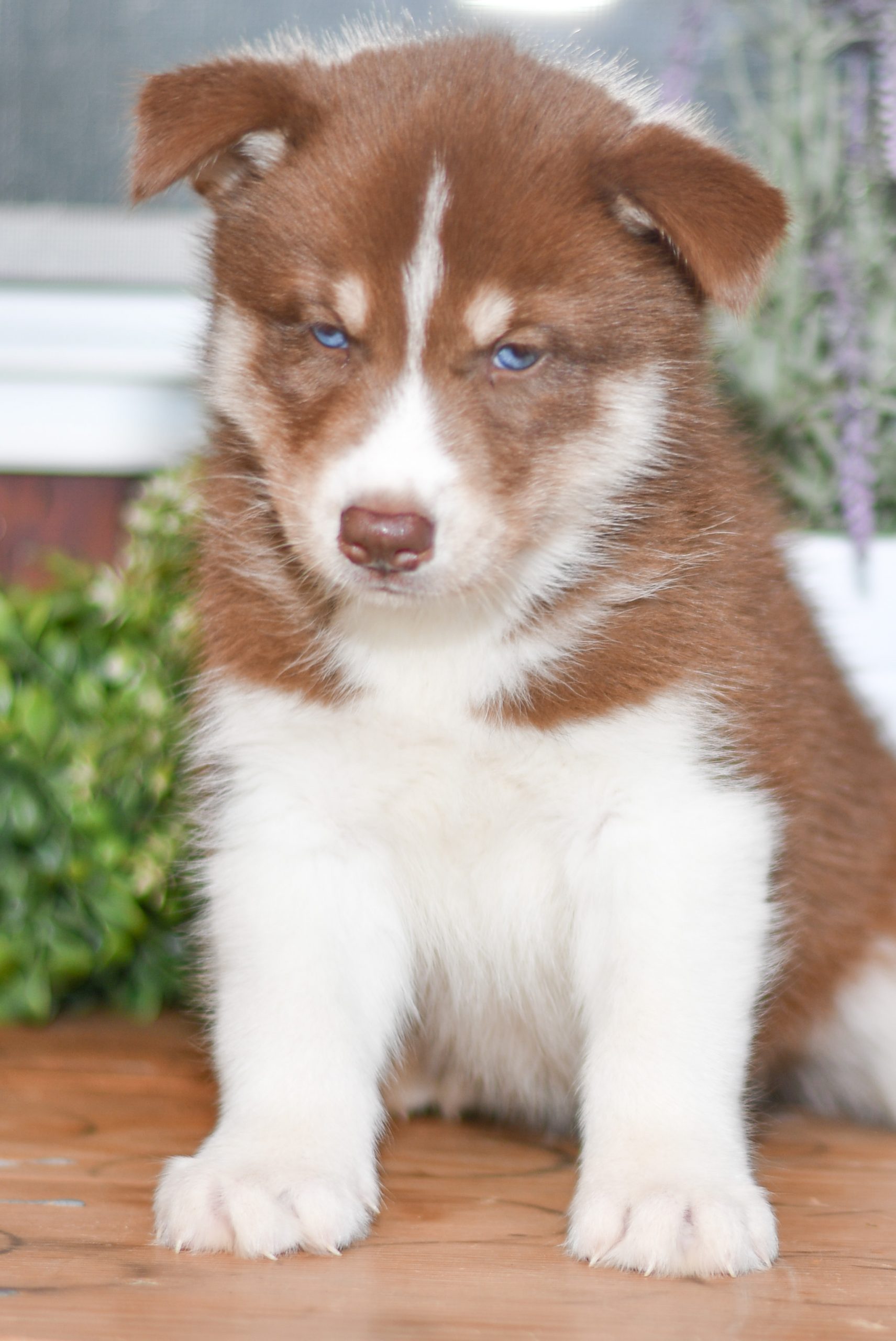 Siberian Husky Jack All Star Puppies All Star Puppies