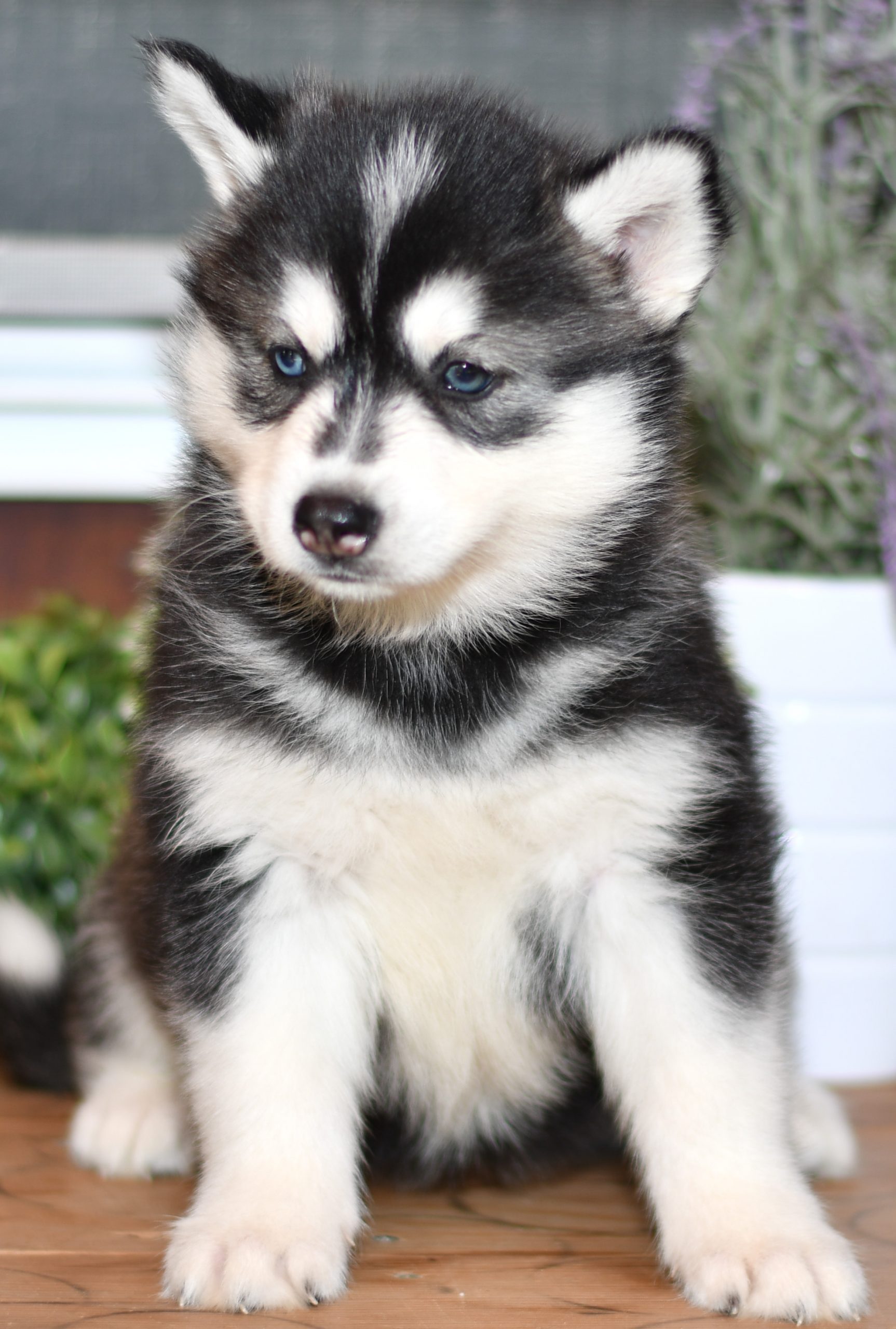 Beautiful Puppies at play. For sale husky playful puppies of Ohio. Cute and cuddly playful husky pups for sale