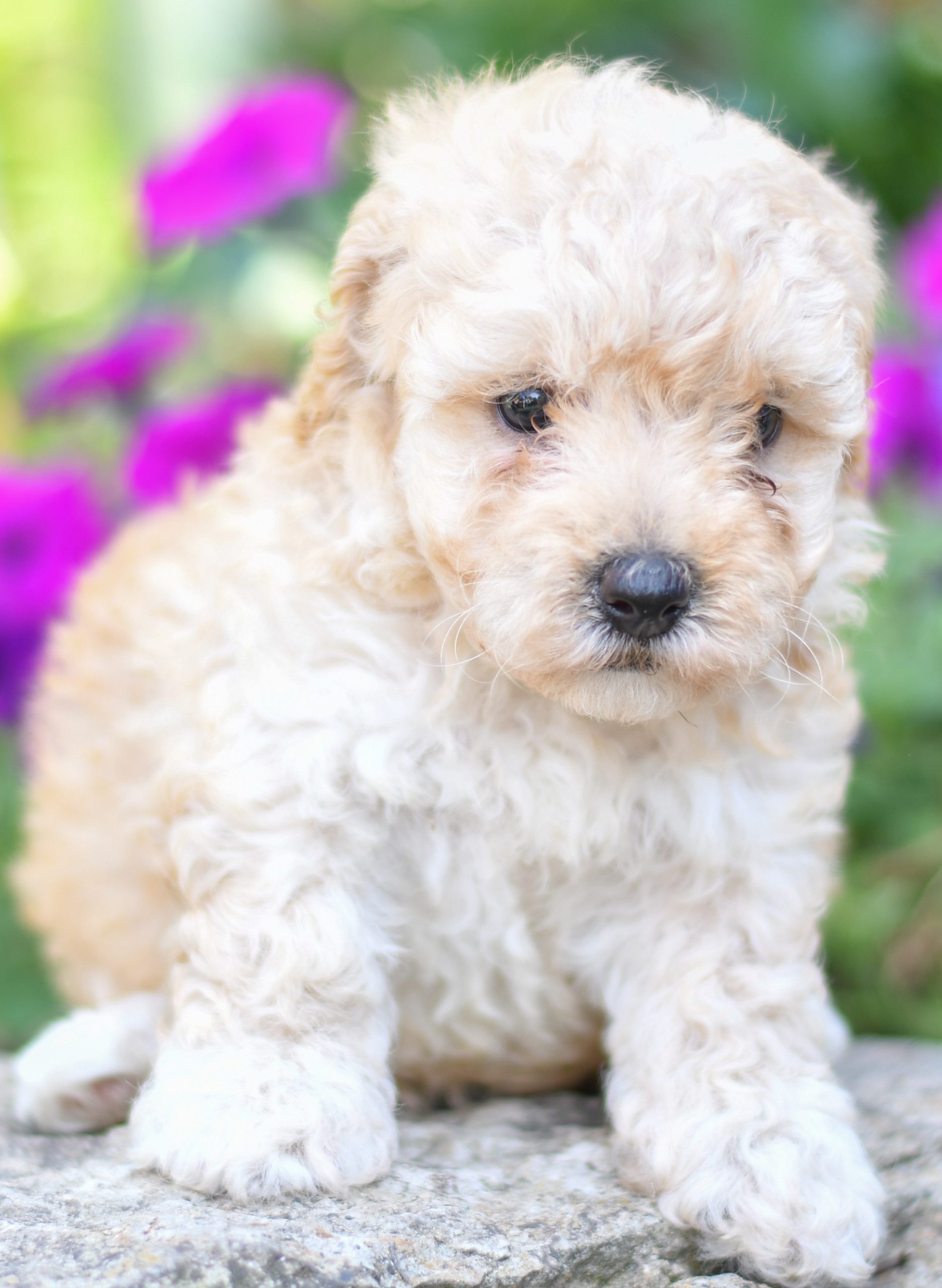 Beautiful Puppies at play. For sale mini poodle playful puppies of Ohio. Cute and cuddly playful mini poodle pups for sale