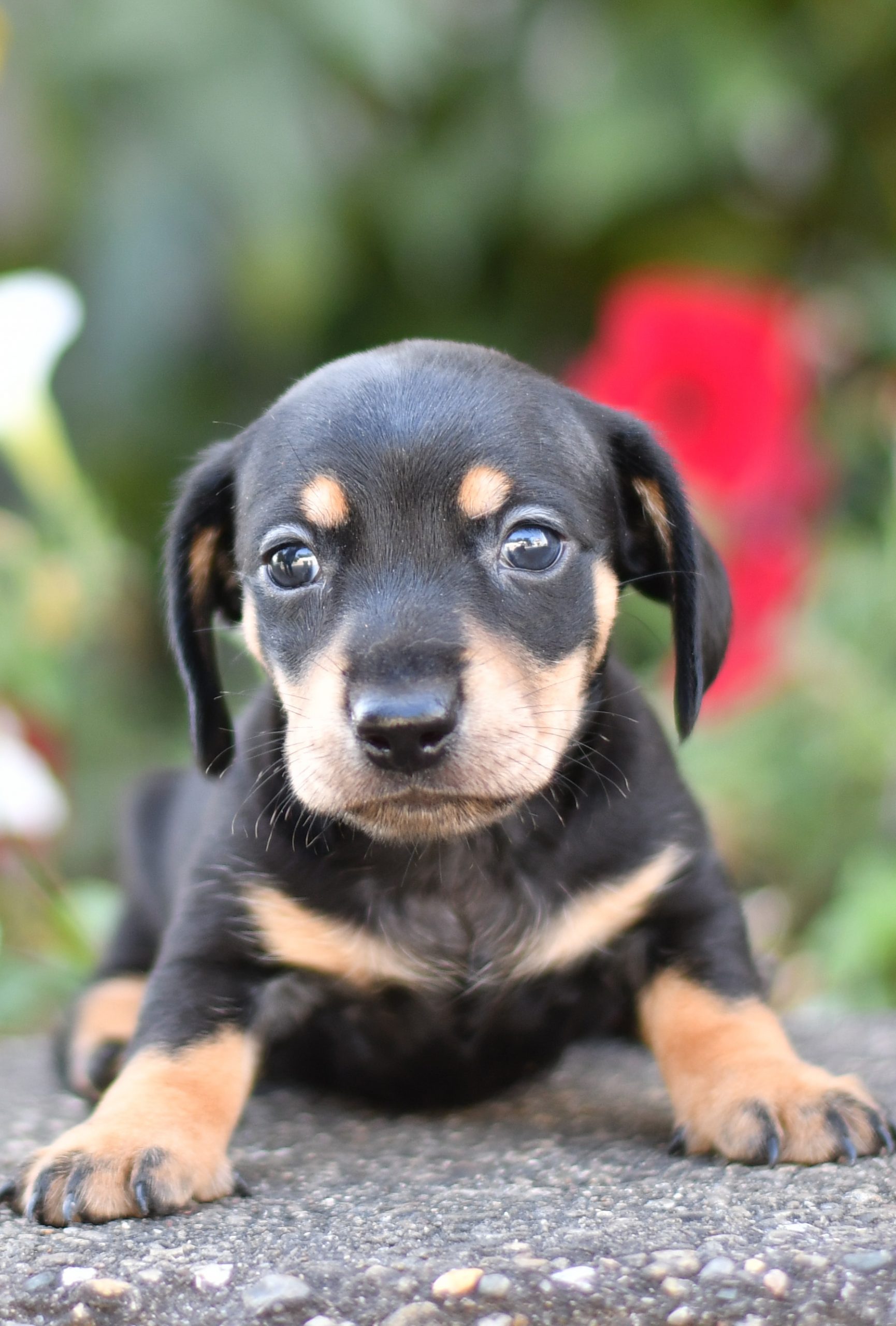 Beautiful Puppies at play. For sale mini dachshunds playful puppies of Ohio. Cute and cuddly playful mini dachshunds pups for sale