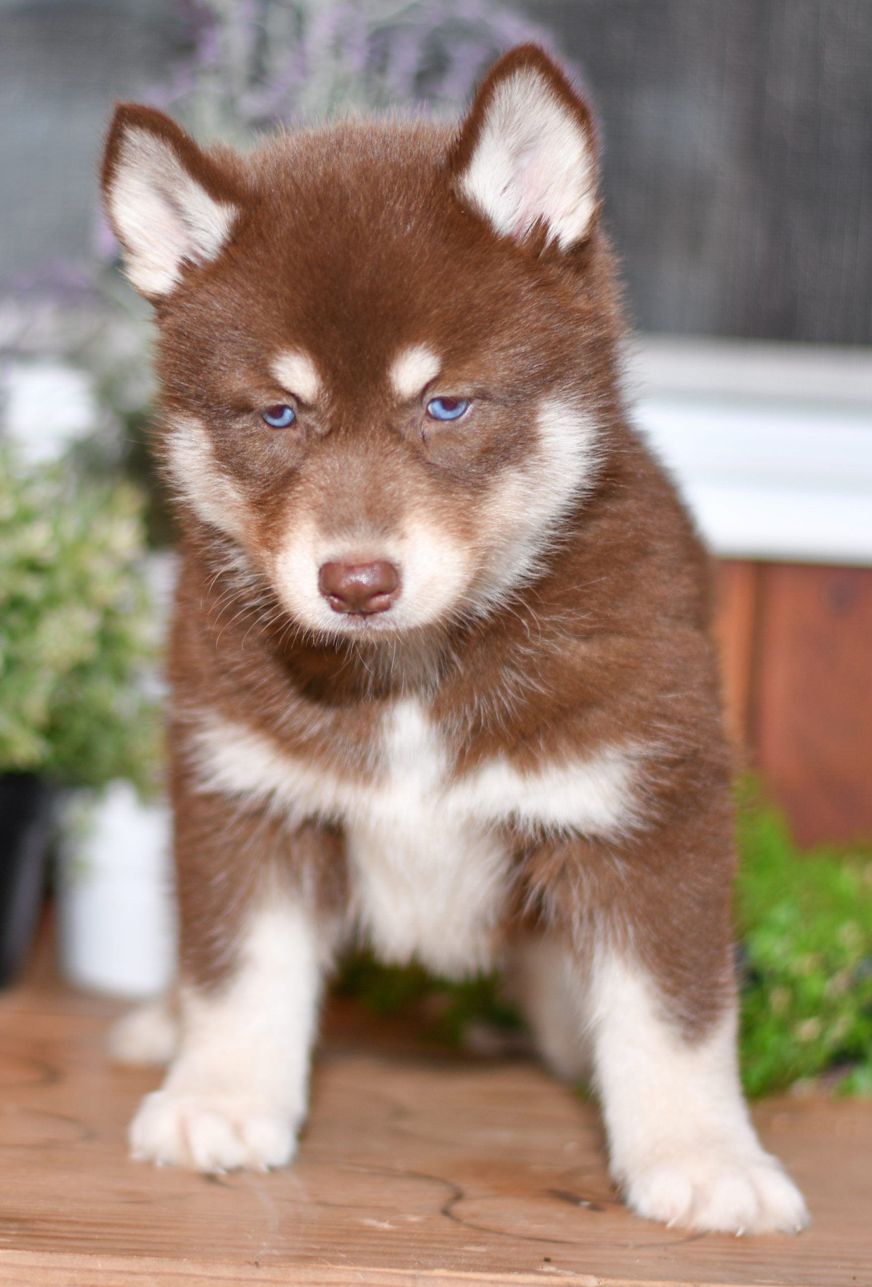 Beautiful Puppies at play. For sale husky playful puppies of Ohio. Cute and cuddly playful husky pups for sale