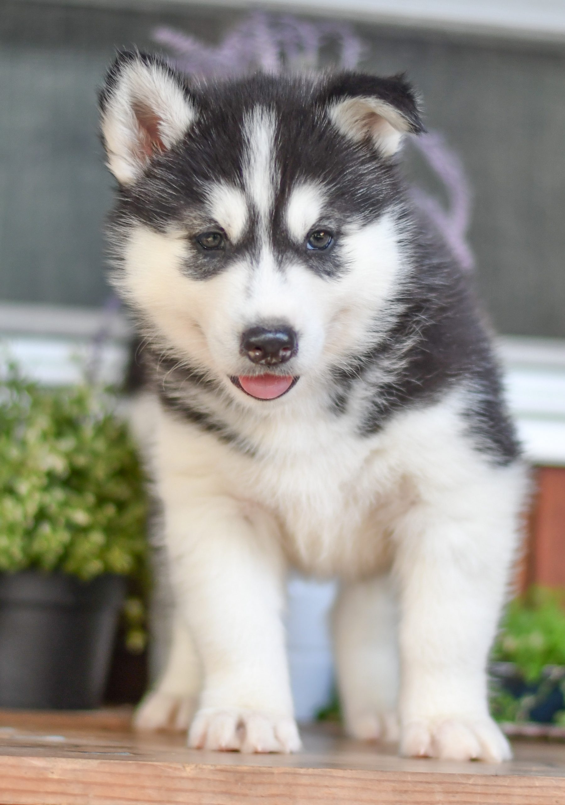 Beautiful Puppies at play. For sale husky playful puppies of Ohio. Cute and cuddly playful husky pups for sale