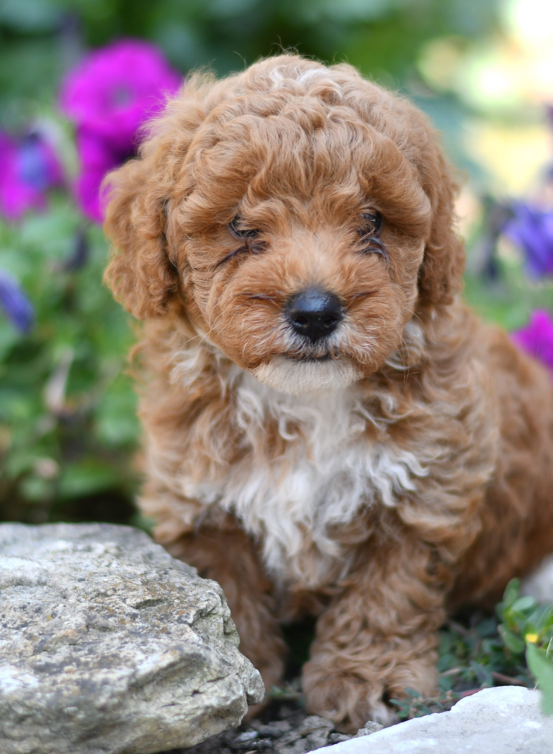 Beautiful Puppies at play. For sale mini poodle playful puppies of Ohio. Cute and cuddly playful mini poodle pups for sale