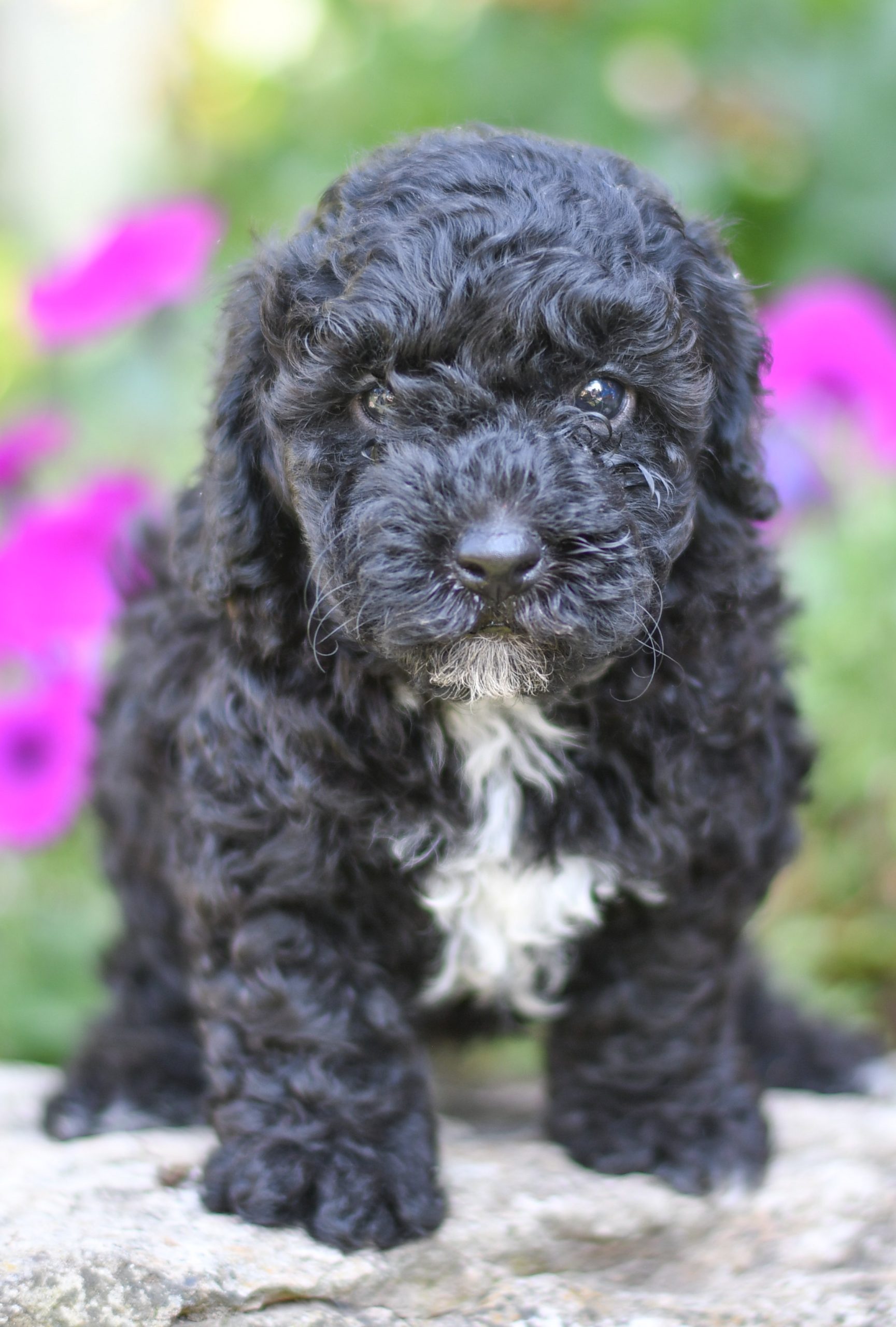 Beautiful Puppies at play. For sale mini poodle playful puppies of Ohio. Cute and cuddly playful mini poodle pups for sale