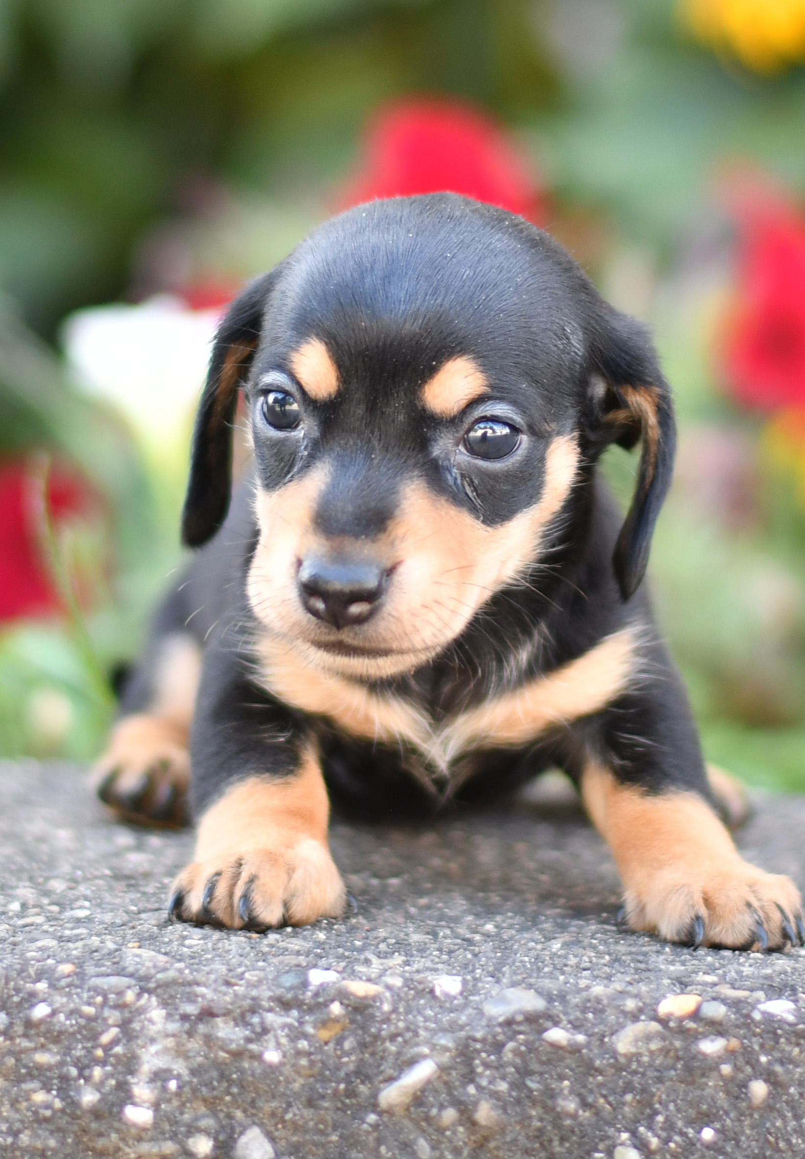 Beautiful Puppies at play. For sale mini dachshunds playful puppies of Ohio. Cute and cuddly playful mini dachshunds pups for sale