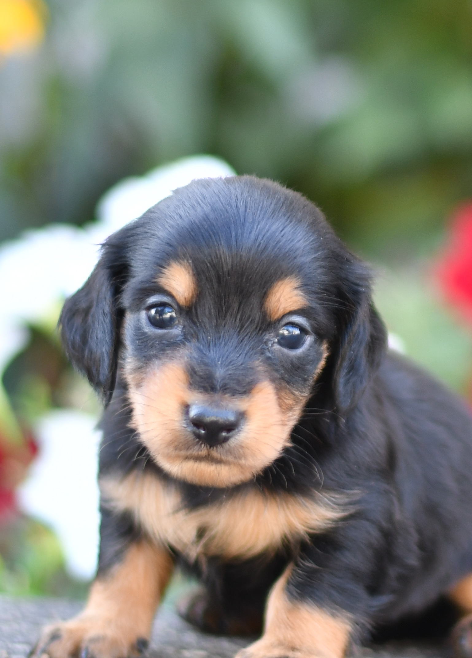 Beautiful Puppies at play. For sale mini dachshunds playful puppies of Ohio. Cute and cuddly playful mini dachshunds pups for sale
