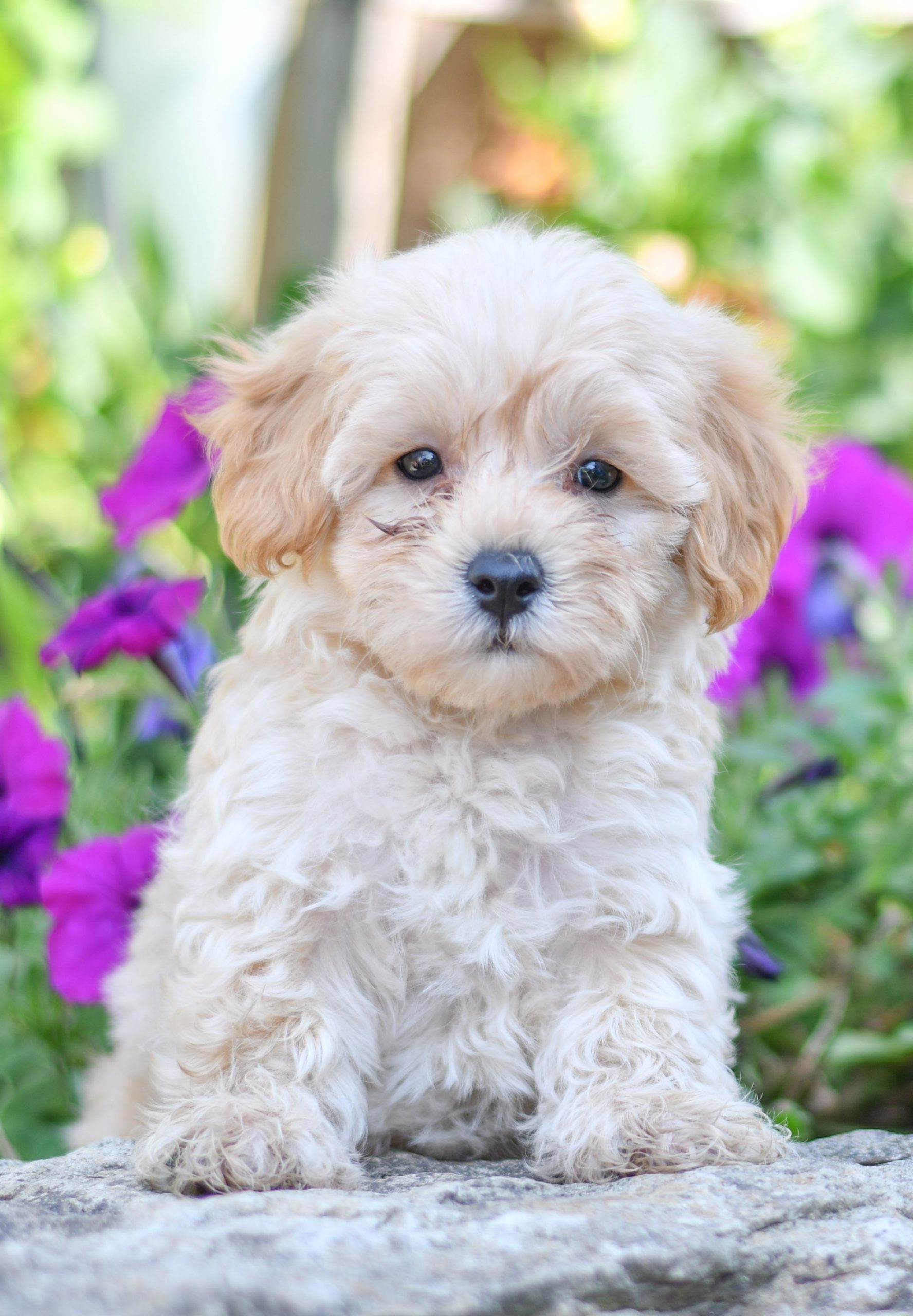 Beautiful Puppies at play. For sale maltipoo playful puppies of Ohio. Cute and cuddly playful maltipoo pups for sale