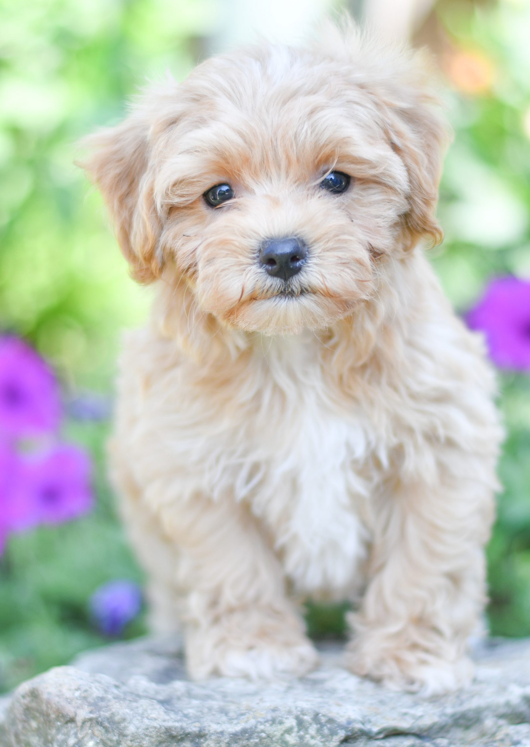 Beautiful Puppies at play. For sale maltipoo playful puppies of Ohio. Cute and cuddly playful maltipoo pups for sale