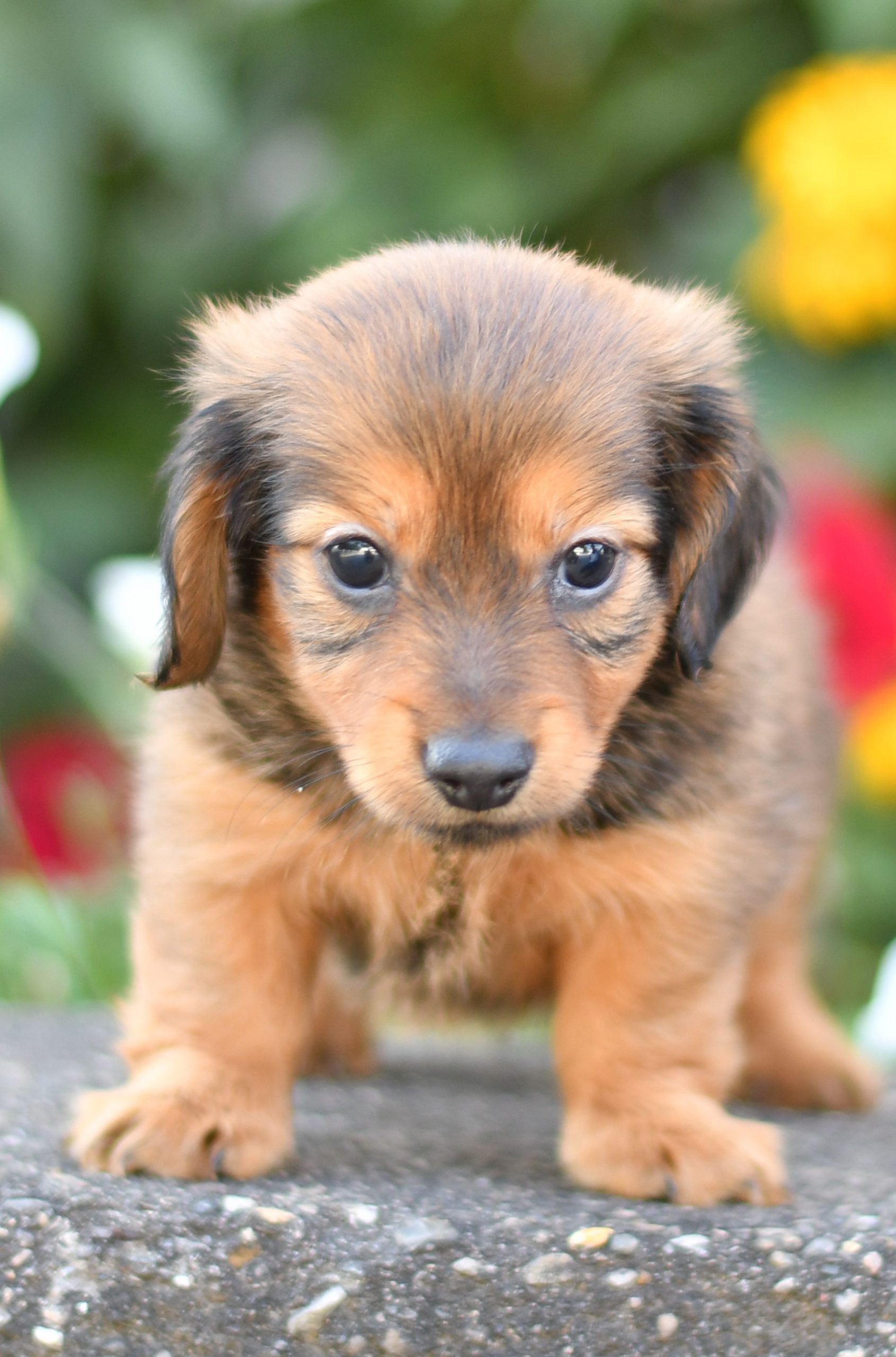 Beautiful Puppies at play. For sale mini dachshunds playful puppies of Ohio. Cute and cuddly playful mini dachshunds pups for sale