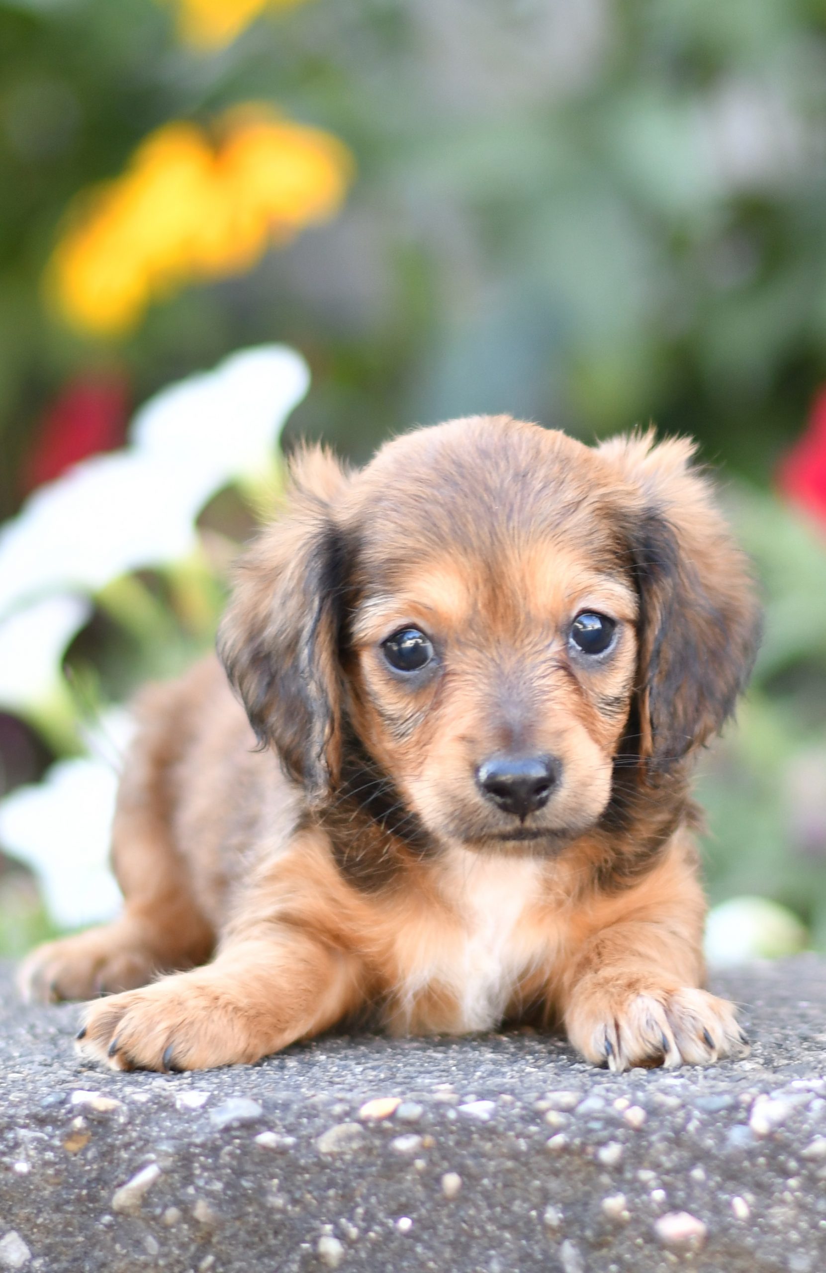 Beautiful Puppies at play. For sale mini dachshunds playful puppies of Ohio. Cute and cuddly playful mini dachshunds pups for sale