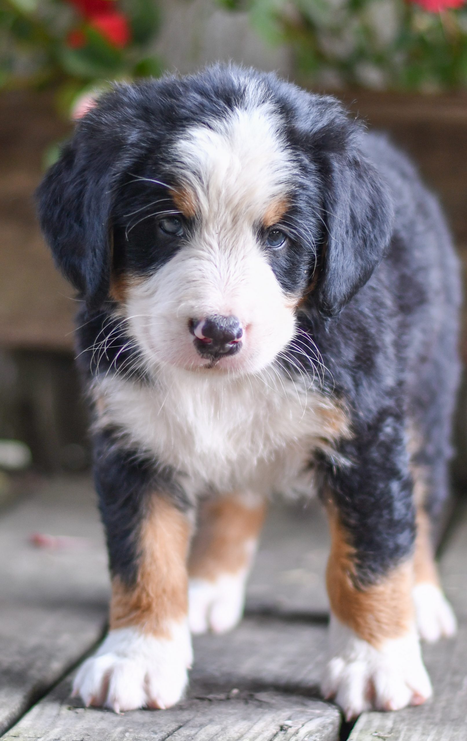 Beautiful bernese mountain dog Puppies at play. For sale bernese mountain dog playful puppies of Ohio. Cute and cuddly playful bernese mountain dog pups for sale