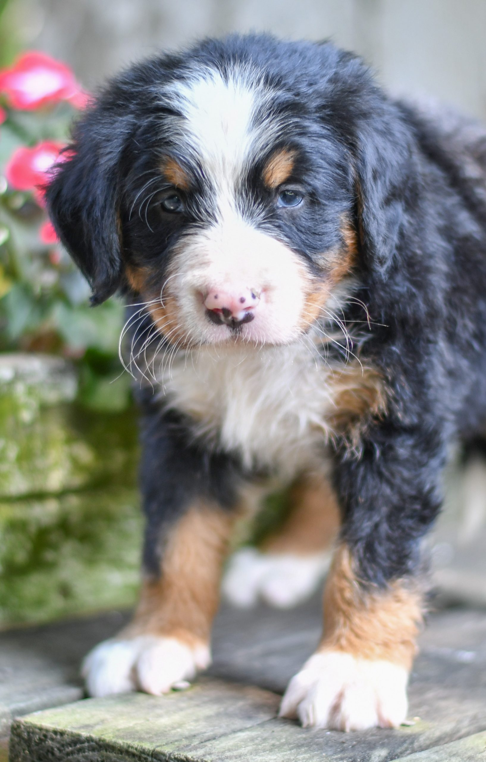 Beautiful bernese mountain dog Puppies at play. For sale bernese mountain dog playful puppies of Ohio. Cute and cuddly playful bernese mountain dog pups for sale