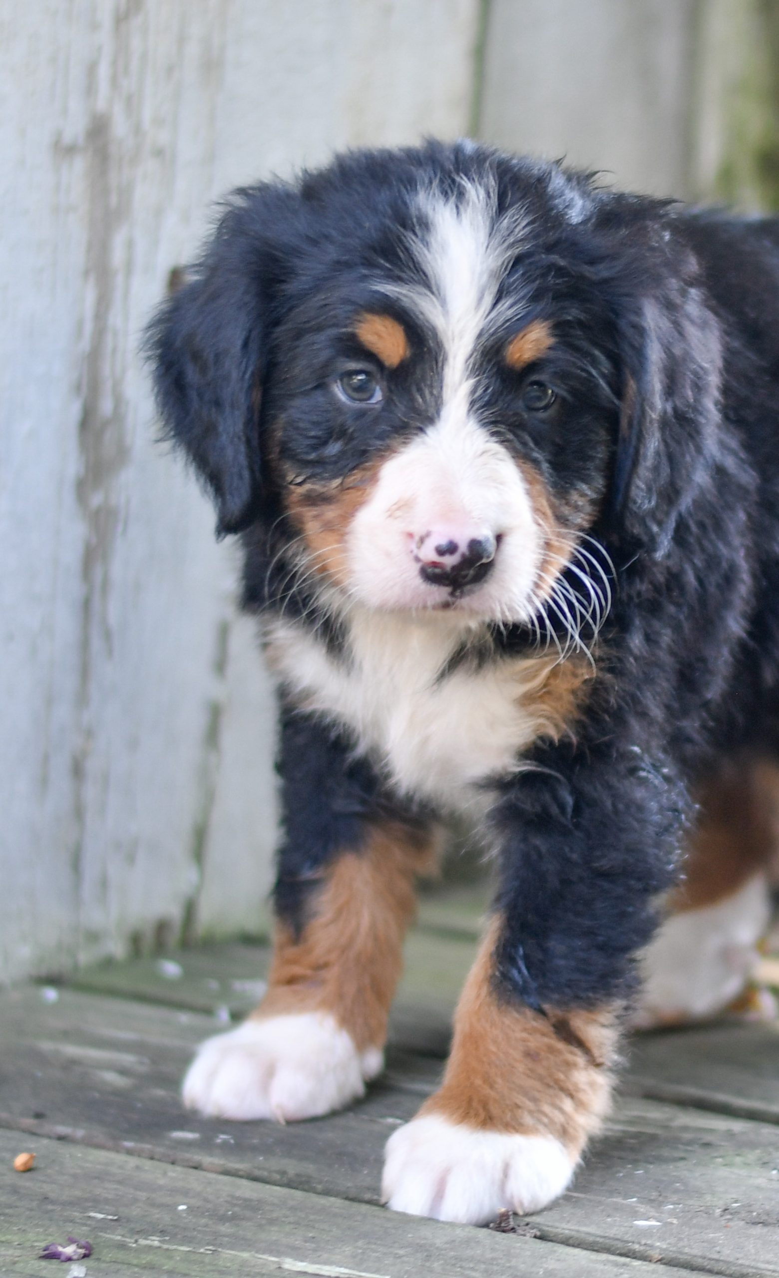 Beautiful bernese mountain dog Puppies at play. For sale bernese mountain dog playful puppies of Ohio. Cute and cuddly playful bernese mountain dog pups for sale