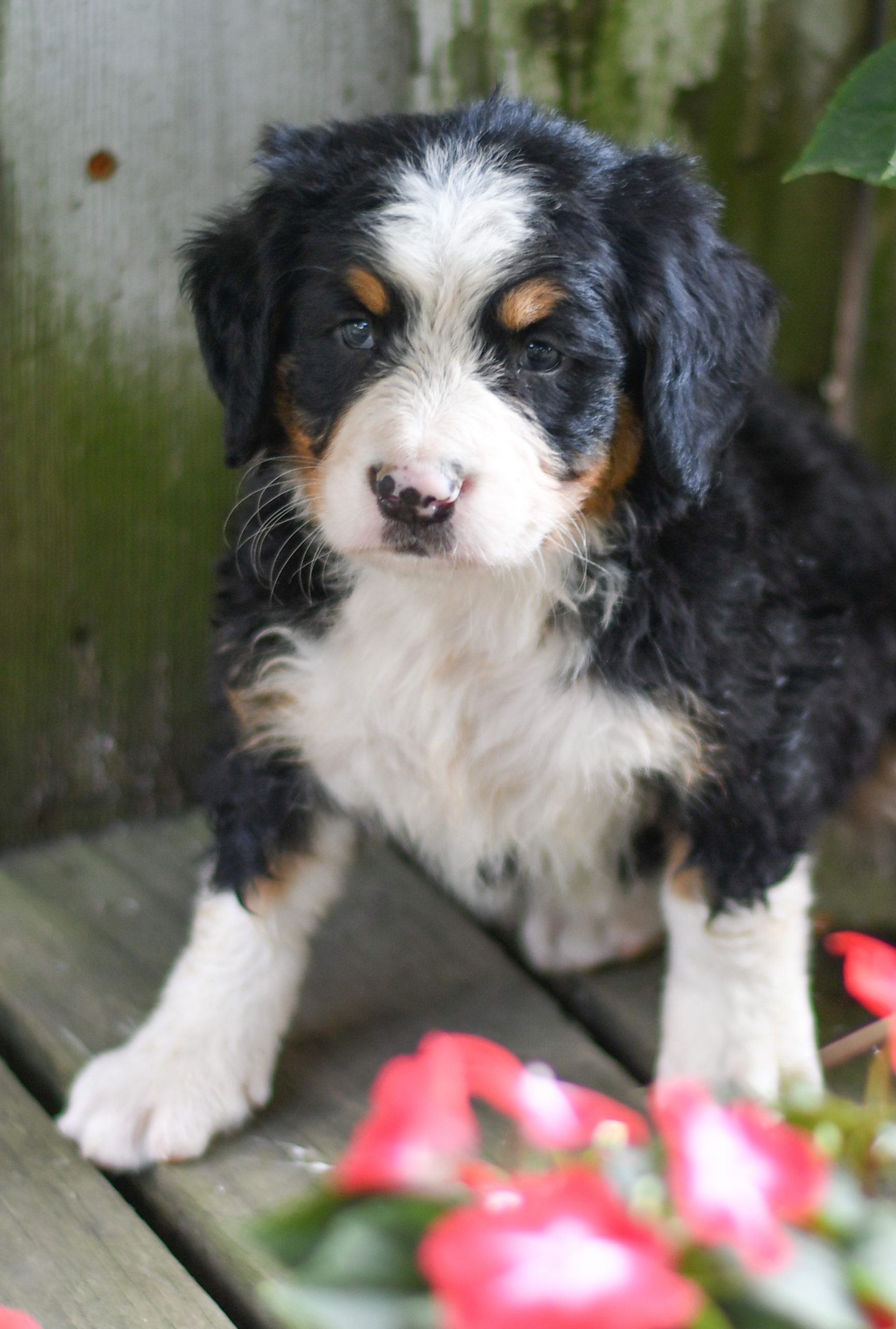 Beautiful bernese mountain dog Puppies at play. For sale bernese mountain dog playful puppies of Ohio. Cute and cuddly playful bernese mountain dog pups for sale