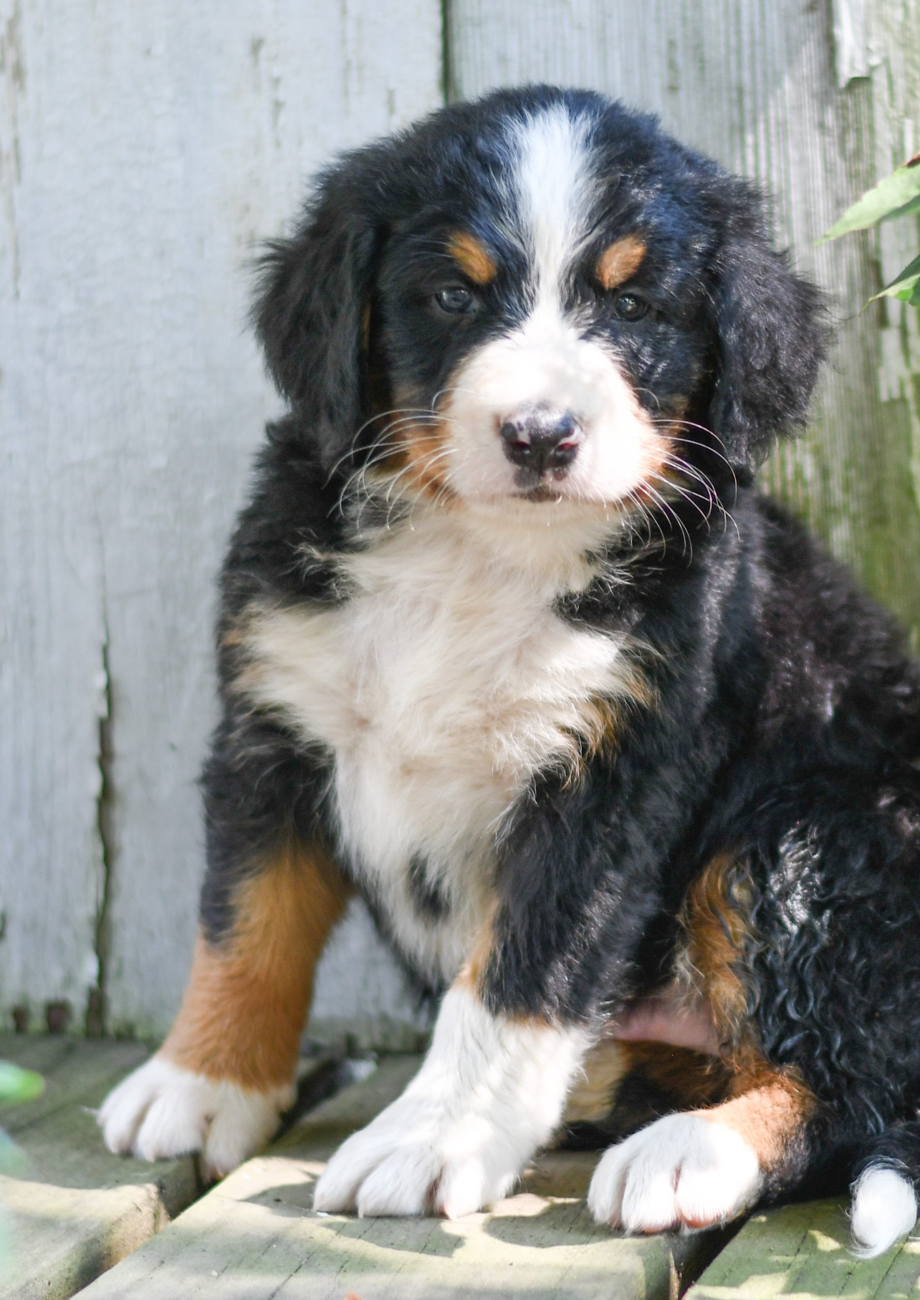 Beautiful bernese mountain dog Puppies at play. For sale bernese mountain dog playful puppies of Ohio. Cute and cuddly playful bernese mountain dog pups for sale
