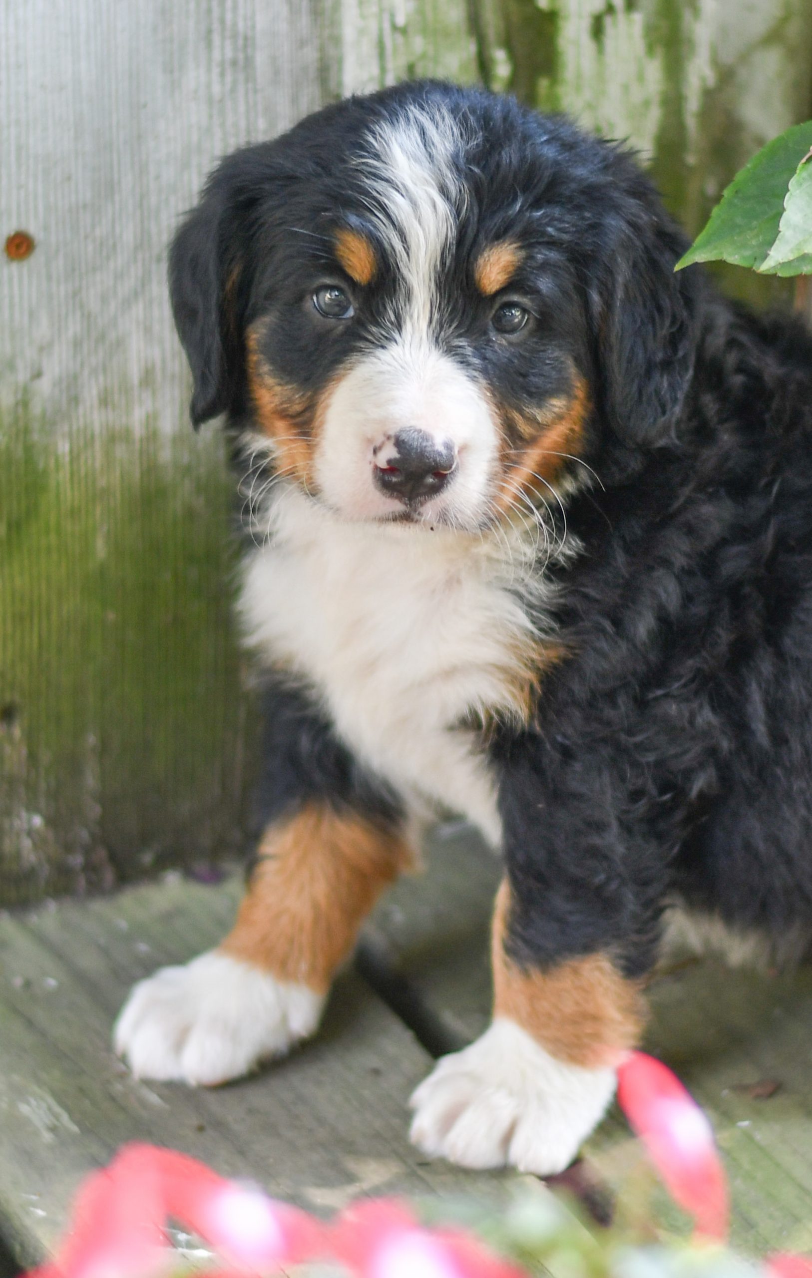 Beautiful bernese mountain dog Puppies at play. For sale bernese mountain dog playful puppies of Ohio. Cute and cuddly playful bernese mountain dog pups for sale