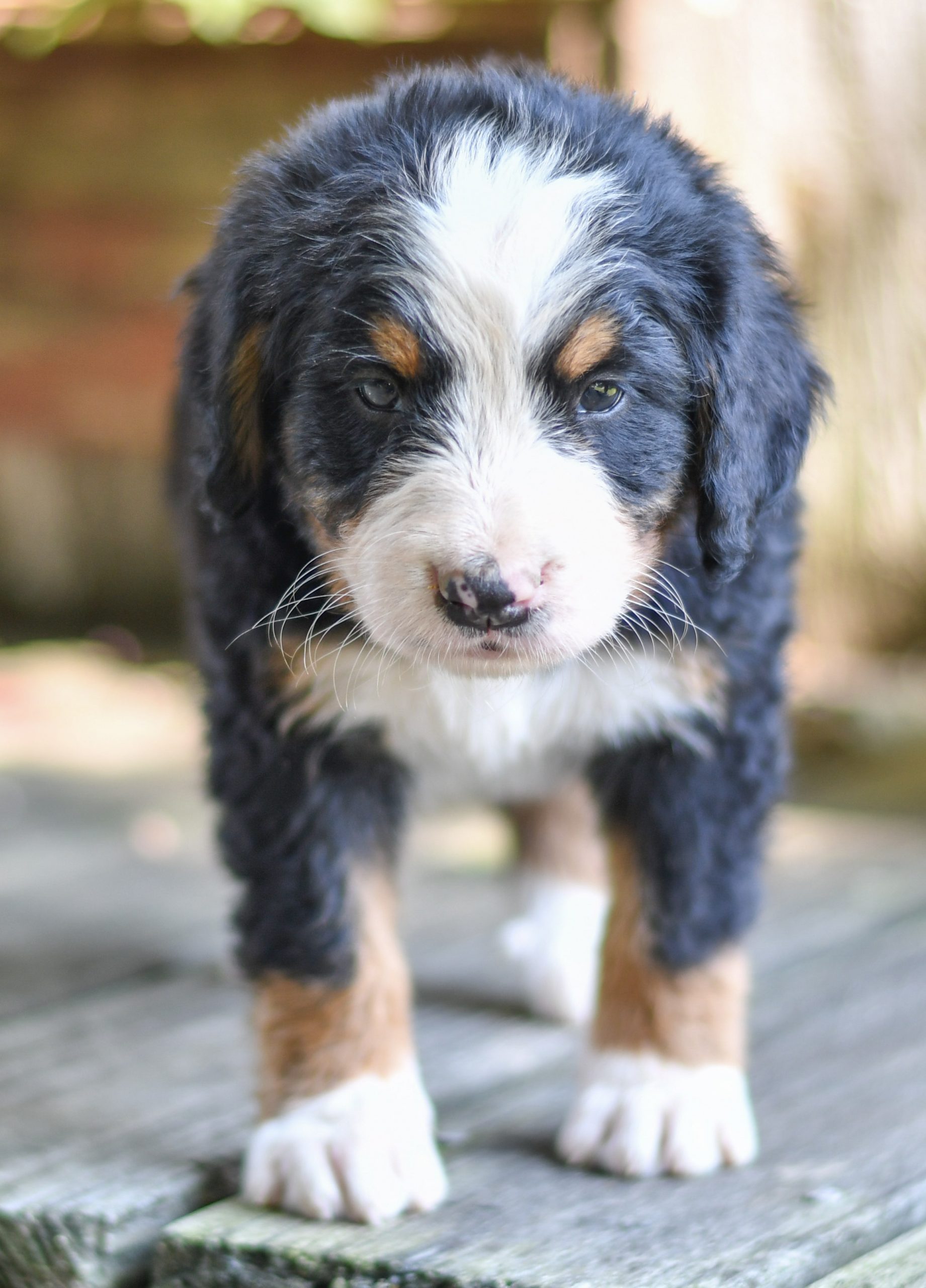 Beautiful bernese mountain dog Puppies at play. For sale bernese mountain dog playful puppies of Ohio. Cute and cuddly playful bernese mountain dog pups for sale