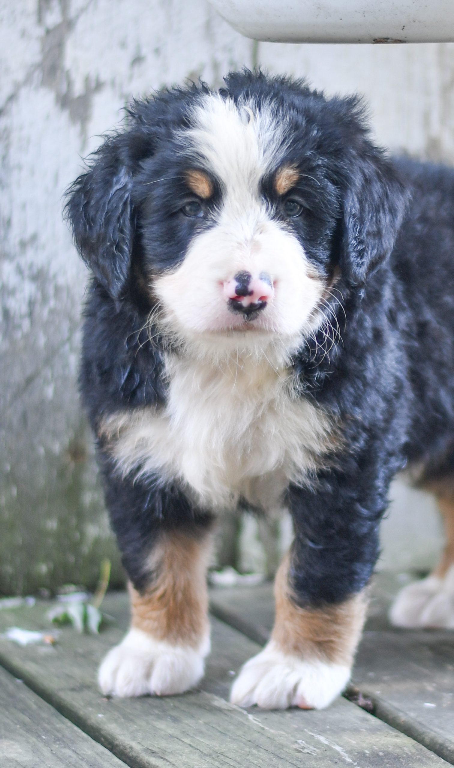 Beautiful bernese mountain dog Puppies at play. For sale bernese mountain dog playful puppies of Ohio. Cute and cuddly playful bernese mountain dog pups for sale