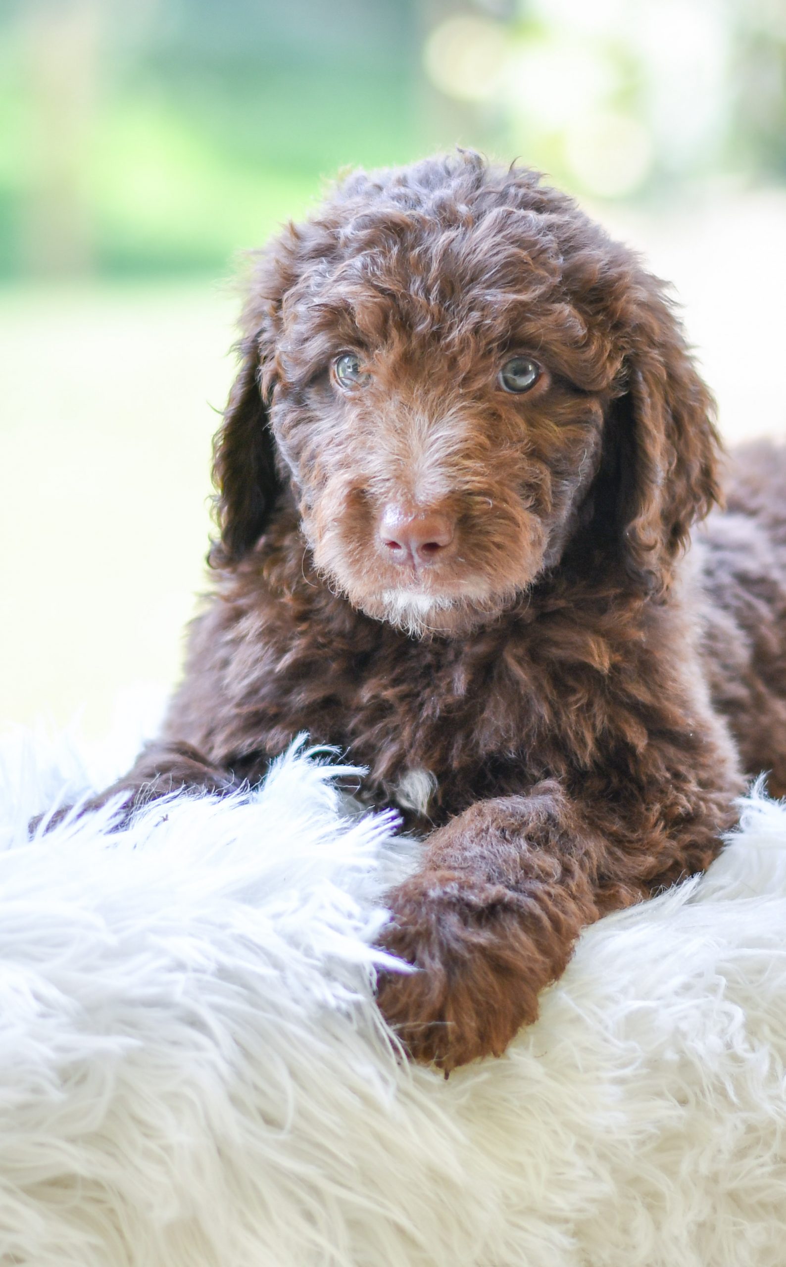 Beautiful Puppies at play. For sale aussiedoodles playful puppies of Ohio. Cute and cuddly playful aussiedoodles pups for sale