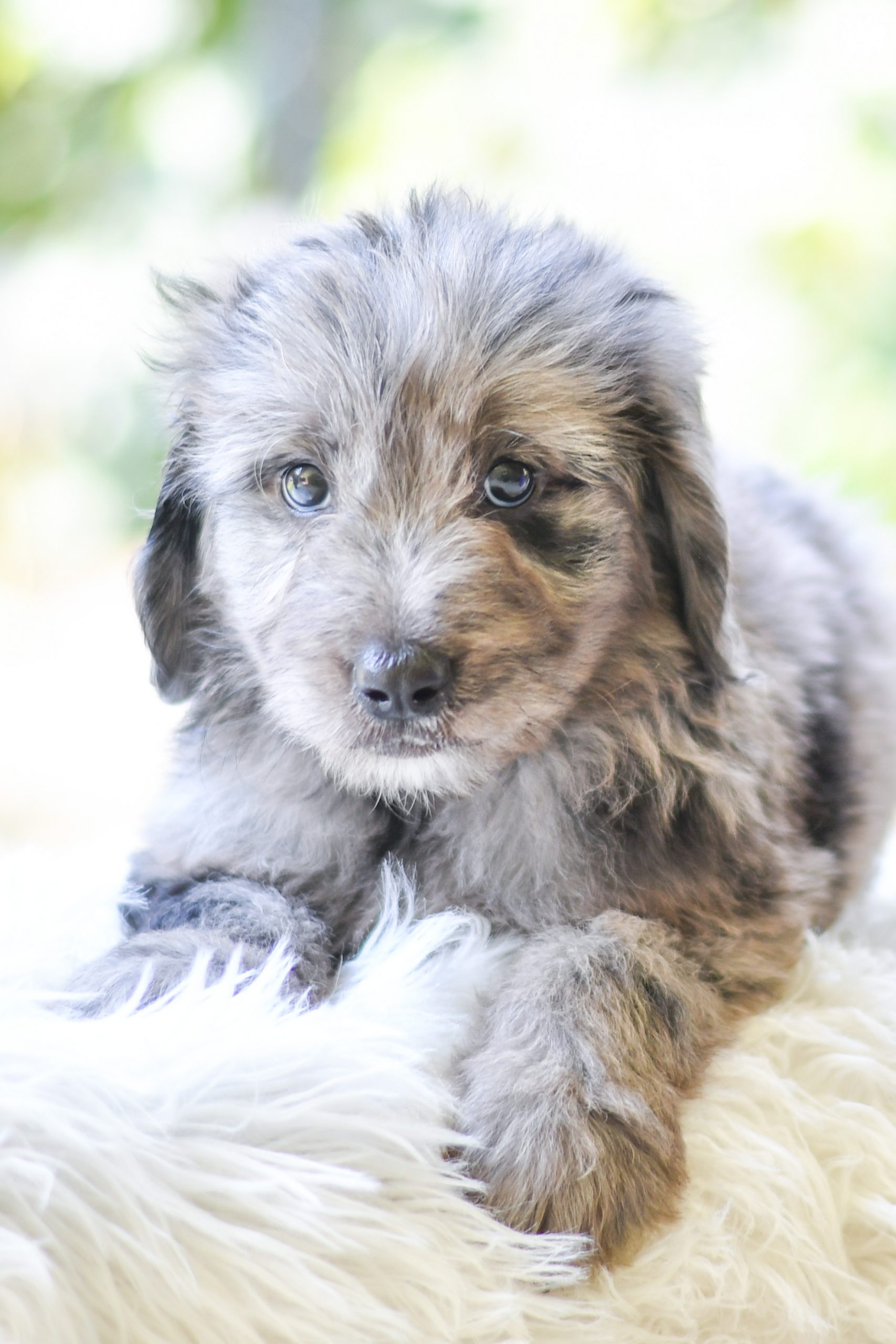 Beautiful Puppies at play. For sale aussiedoodles playful puppies of Ohio. Cute and cuddly playful aussiedoodles pups for sale