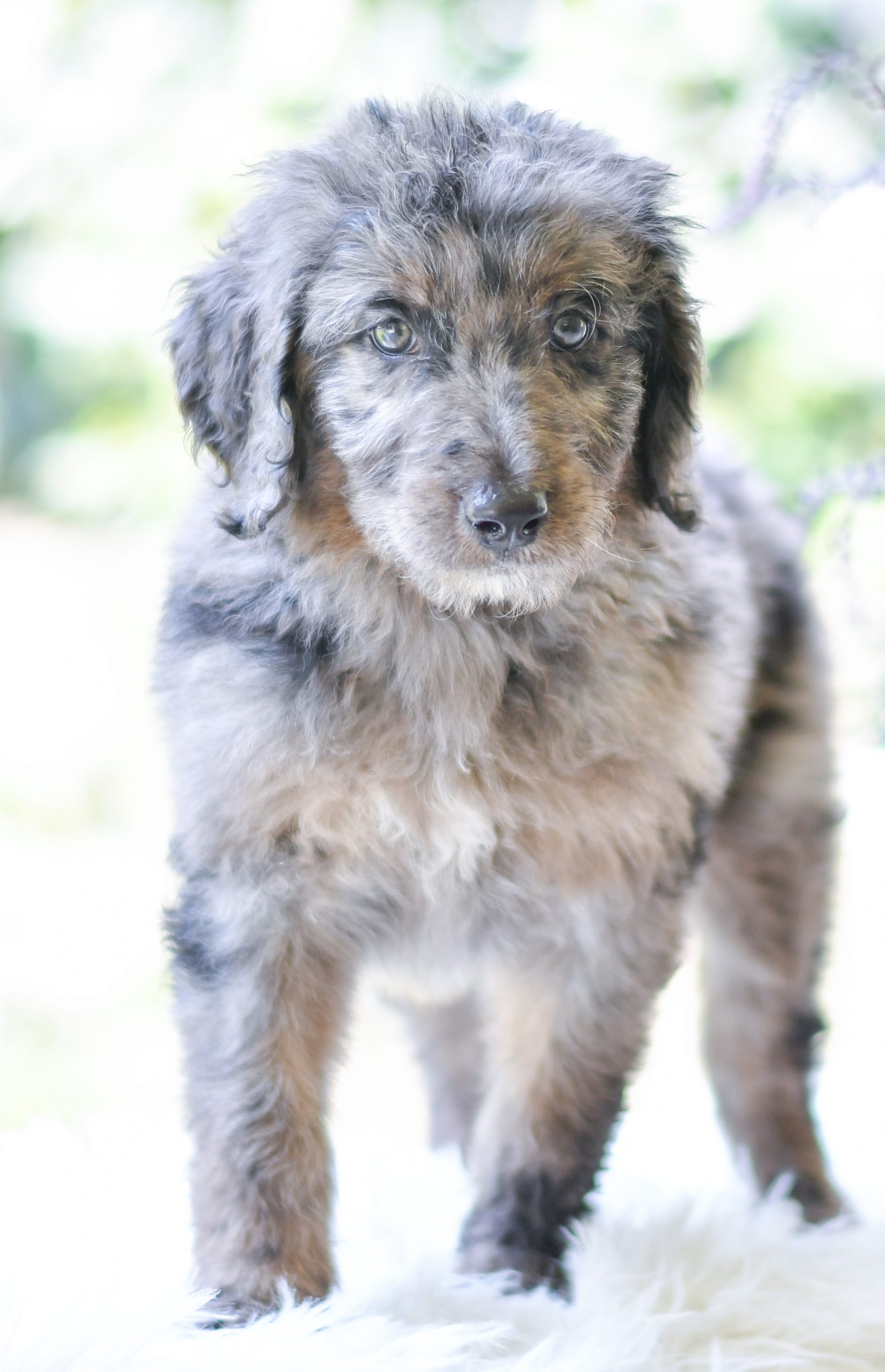 Beautiful Puppies at play. For sale aussiedoodles playful puppies of Ohio. Cute and cuddly playful aussiedoodles pups for sale