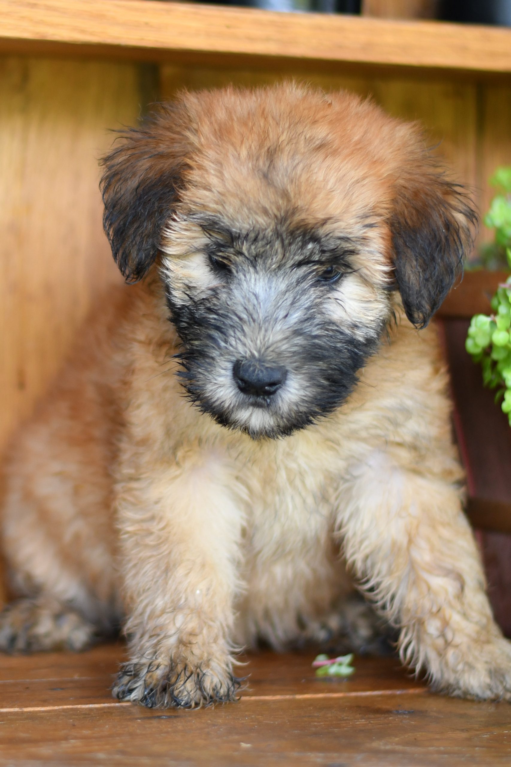 Beautiful Puppies at play. For sale soft coated wheaton terriers playful puppies of Ohio. Cute and cuddly playful stunning soft coated wheaton terrier pups for sale. seriously the cutest. pups for adoption