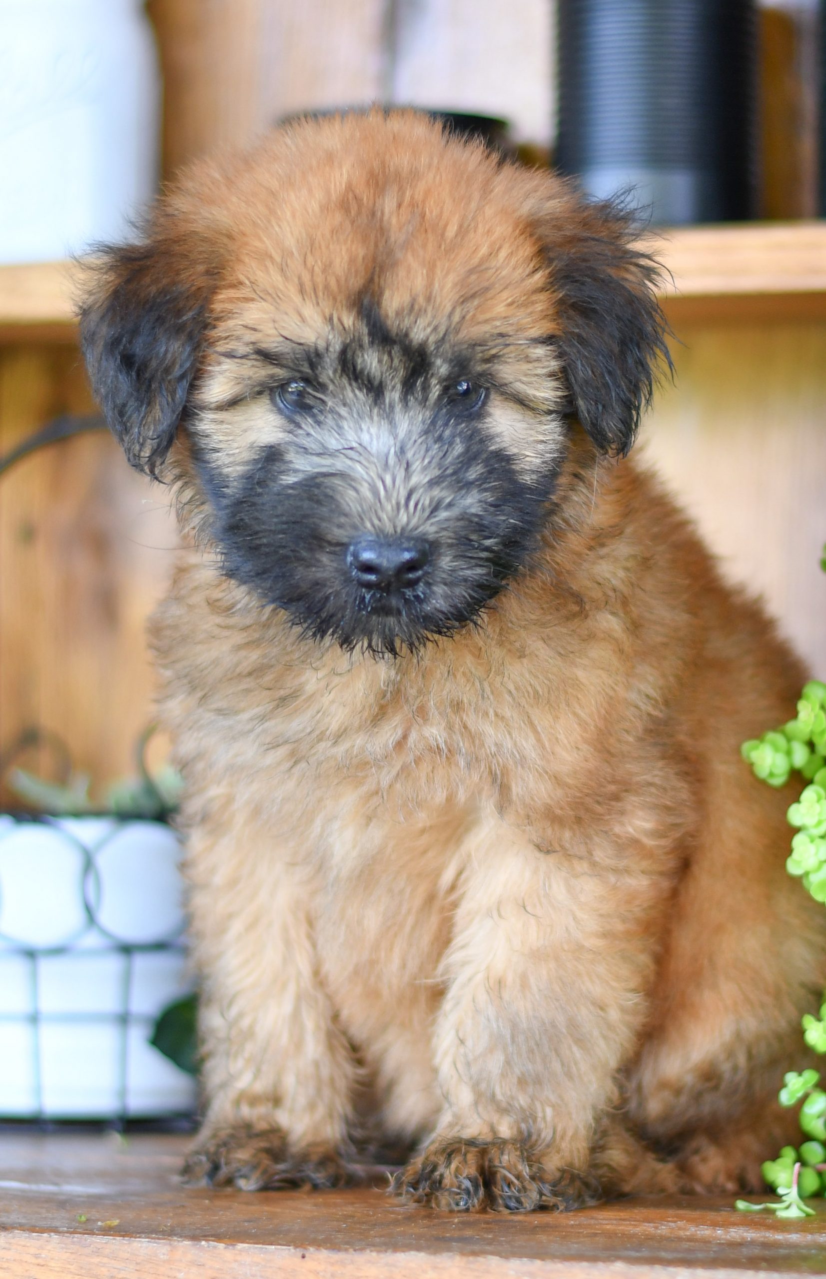 Beautiful Puppies at play. For sale soft coated wheaton terriers playful puppies of Ohio. Cute and cuddly playful stunning soft coated wheaton terrier pups for sale. seriously the cutest. pups for adoption