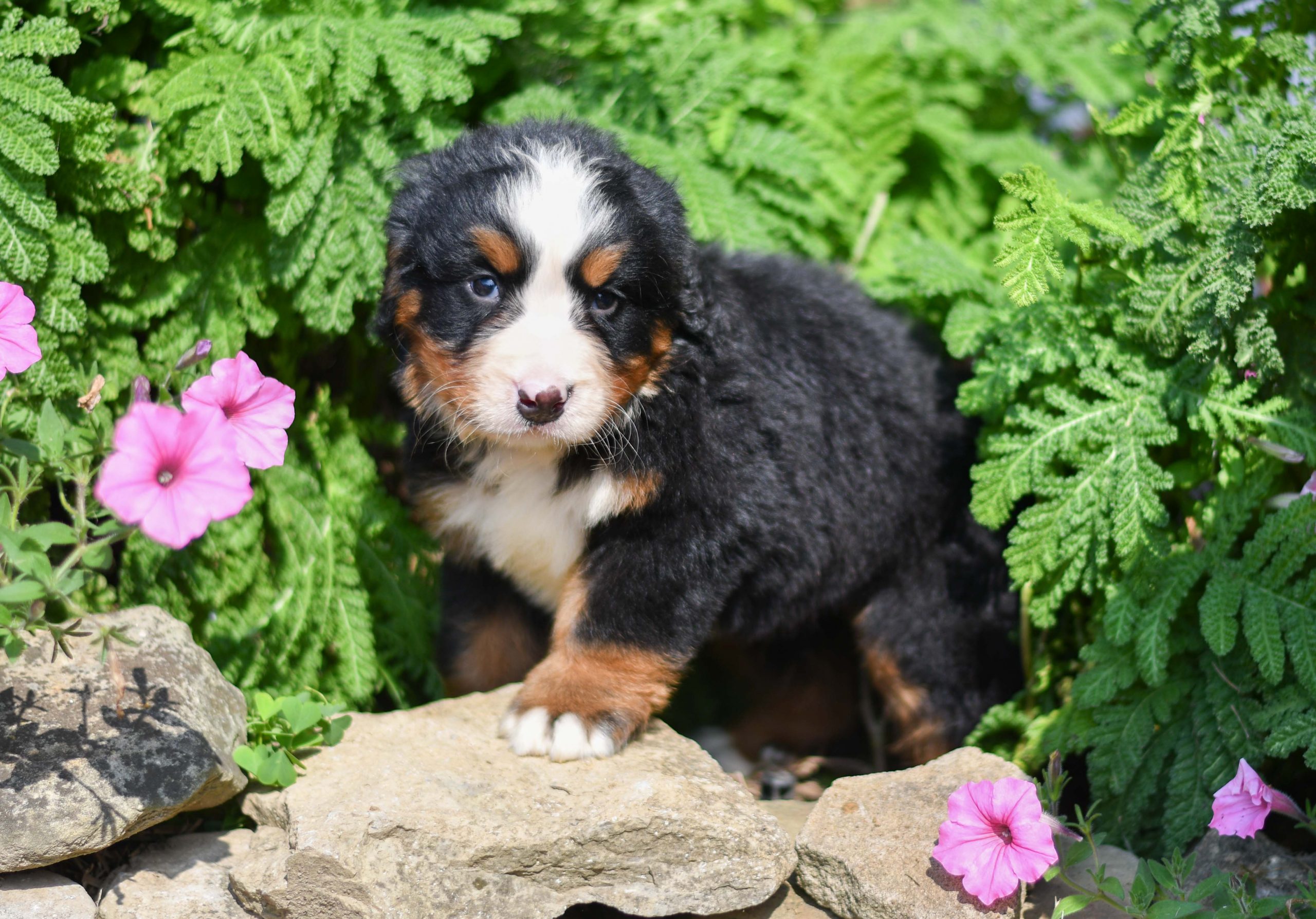 Beautiful Bernese Mountain Dog Puppies at play. For sale Bernese Mountain Dog playful puppies of Ohio. Cute and cuddly playful Bernese Mountain Dog pups for sale