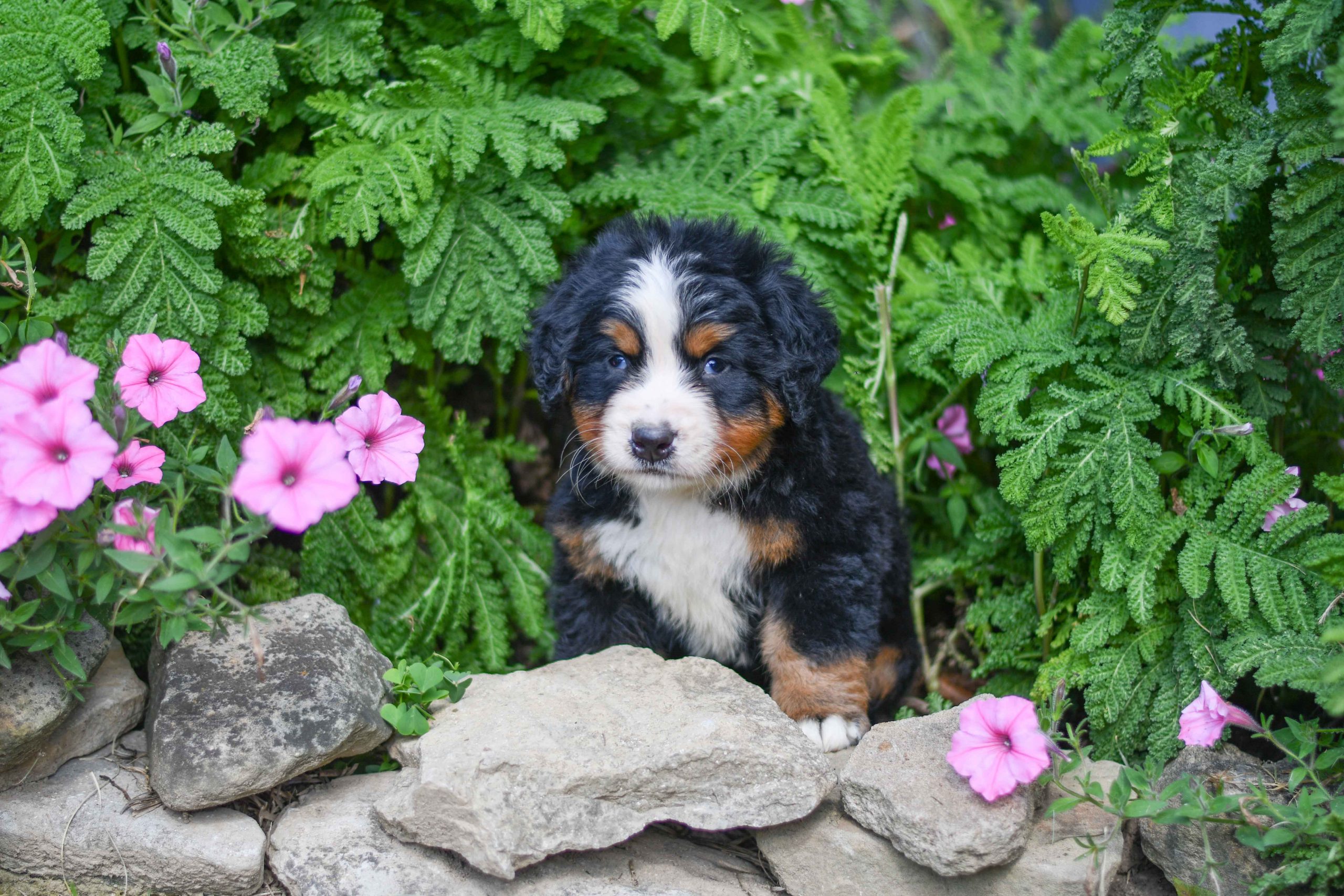 Beautiful Bernese Mountain Dog Puppies at play. For sale Bernese Mountain Dog playful puppies of Ohio. Cute and cuddly playful Bernese Mountain Dog pups for sale