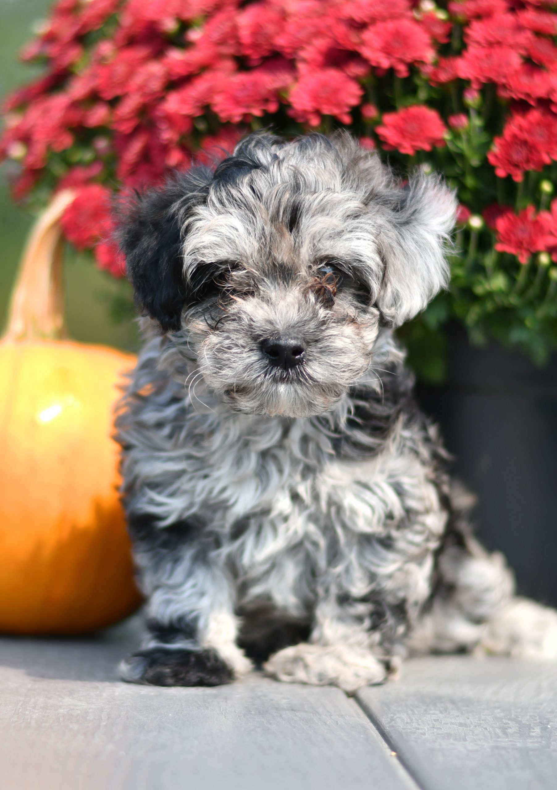 Adorable and cuddly Havapoo puppy for sale. Happy and healthy Havapoo puppy seeking adoption. Cute and playful Havapoo puppy for sale. Havapoo puppy available.