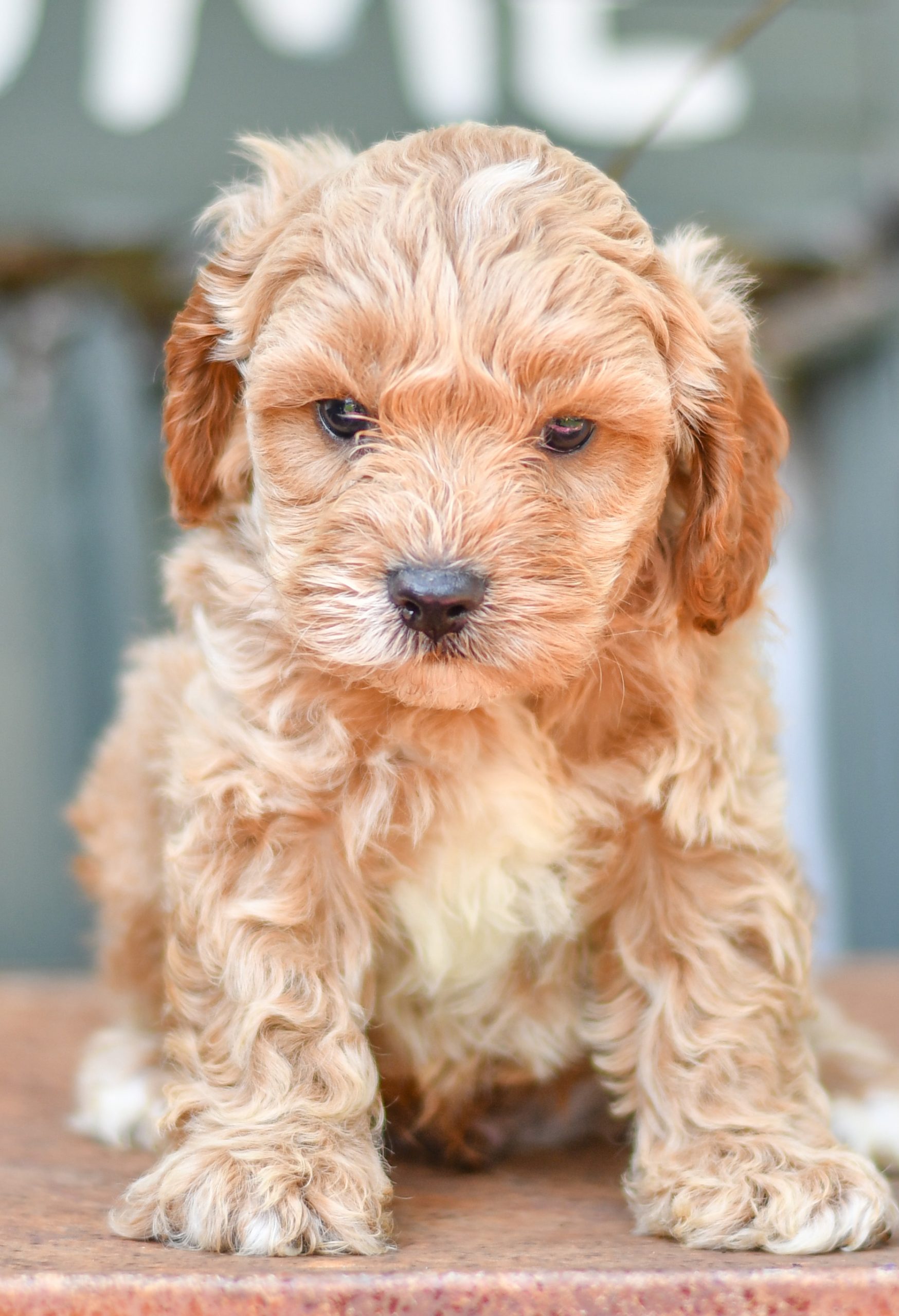 Adorable and cuddly Cavapoo puppy for sale. Happy and healthy Cavapoo puppy seeking adoption. Cute and playful Cavapoo puppy for sale. Cavapoo puppy available.