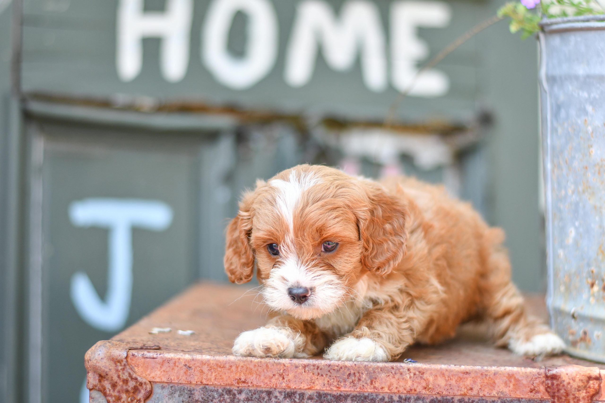 Adorable and cuddly Cavapoo puppy for sale. Happy and healthy Cavapoo puppy seeking adoption. Cute and playful Cavapoo puppy for sale. Cavapoo puppy available.