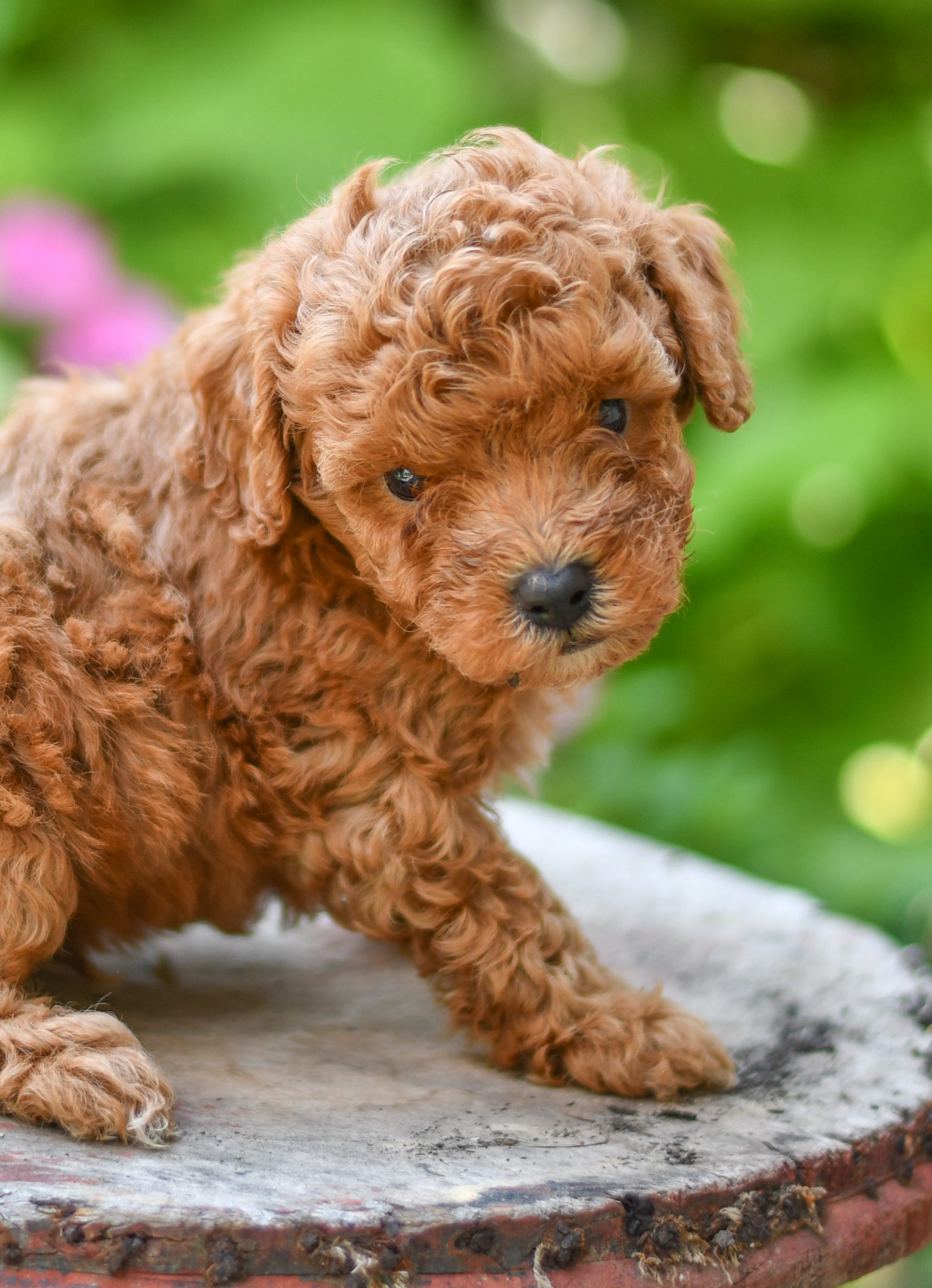 Adorable and cuddly Cavapoo puppies for sale. Happy and healthy Cavapoo puppies seeking adoption. Cute and playful Cavapoo puppies for sale. Cavapoo puppies available.