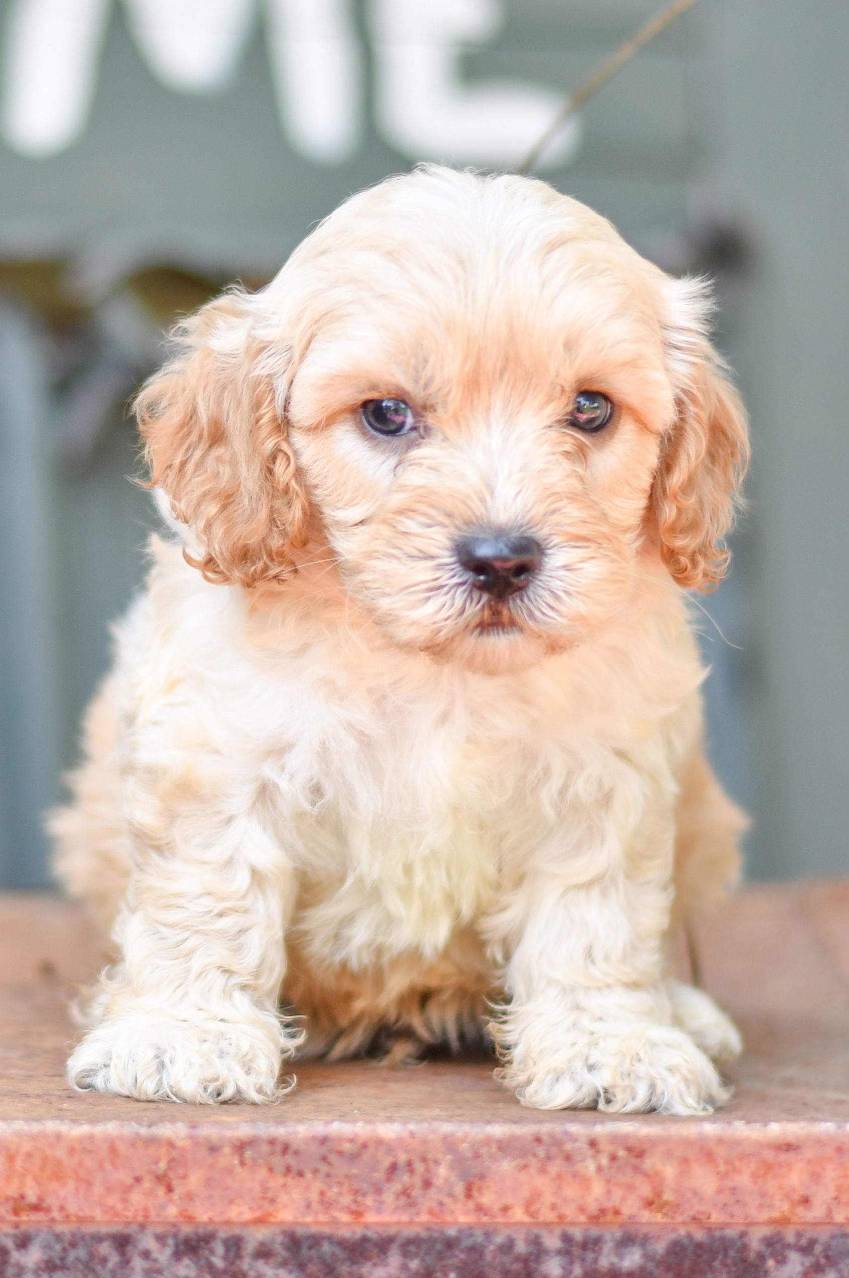 Adorable and cuddly Cavapoo puppy for sale. Happy and healthy Cavapoo puppy seeking adoption. Cute and playful Cavapoo puppy for sale. Cavapoo puppy available.