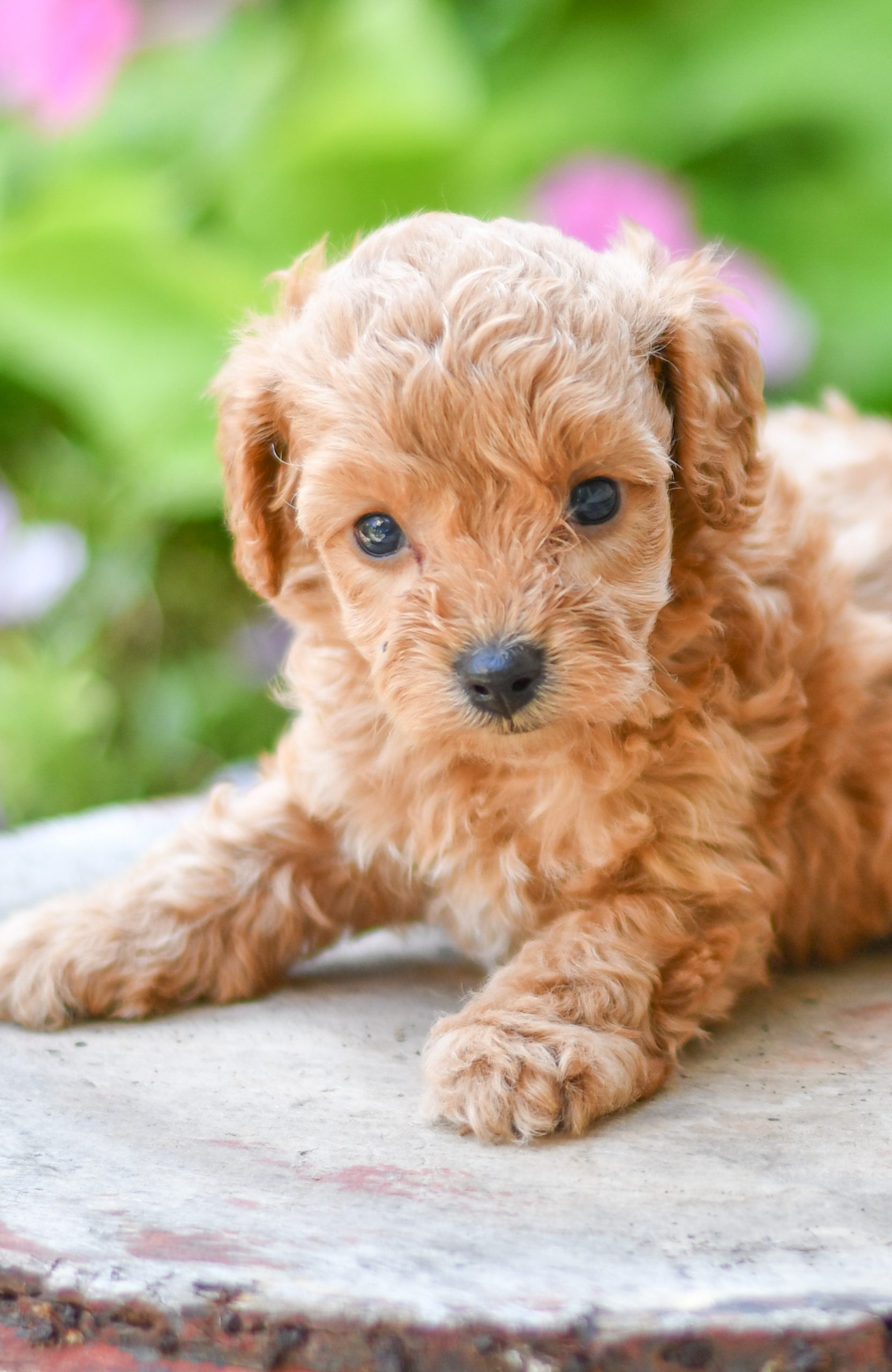 Adorable and cuddly Cavapoo puppies for sale. Happy and healthy Cavapoo puppies seeking adoption. Cute and playful Cavapoo puppies for sale. Cavapoo puppies available.
