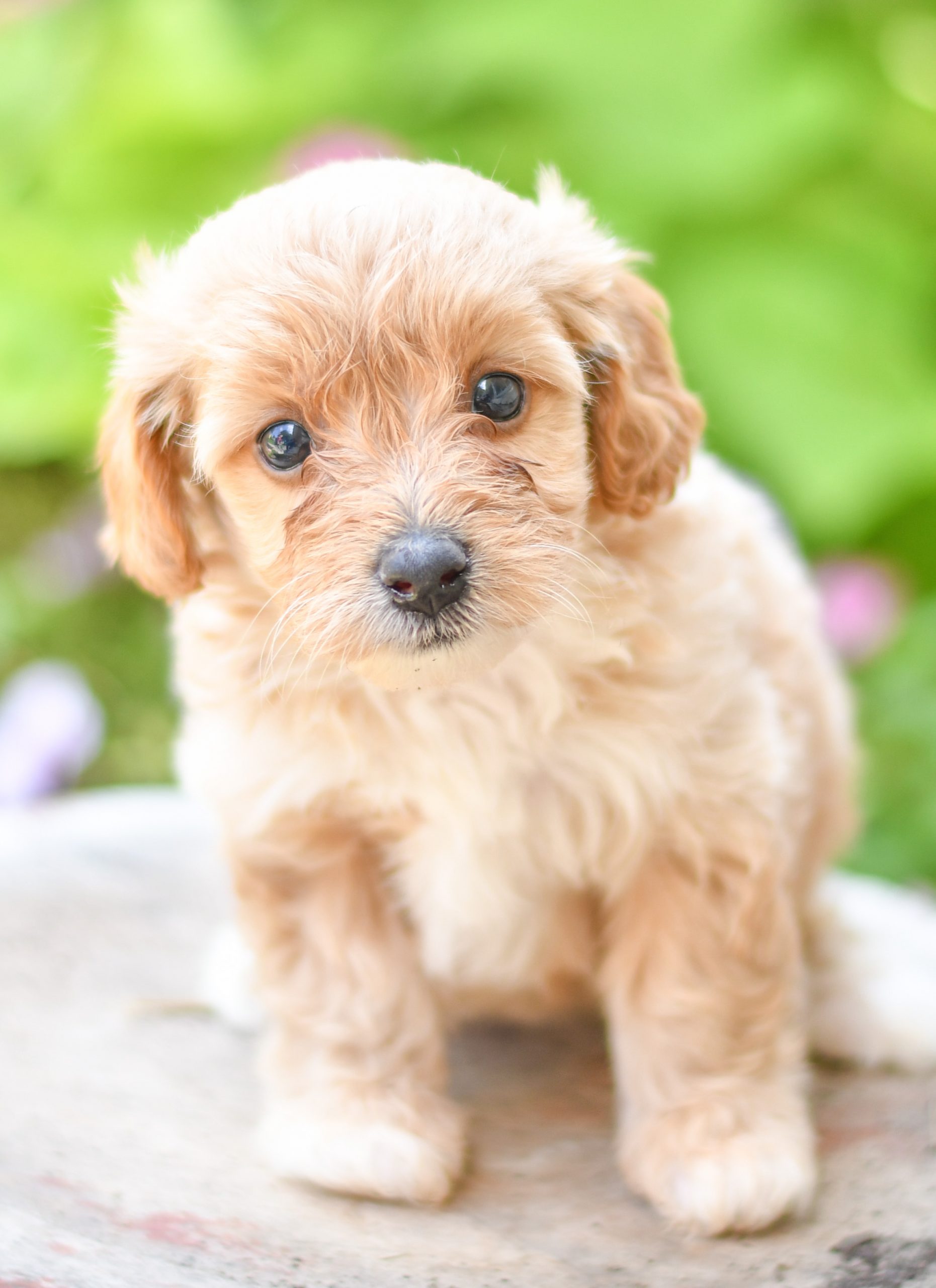 Adorable and cuddly Cavapoo puppies for sale. Happy and healthy Cavapoo puppies seeking adoption. Cute and playful Cavapoo puppies for sale. Cavapoo puppies available.