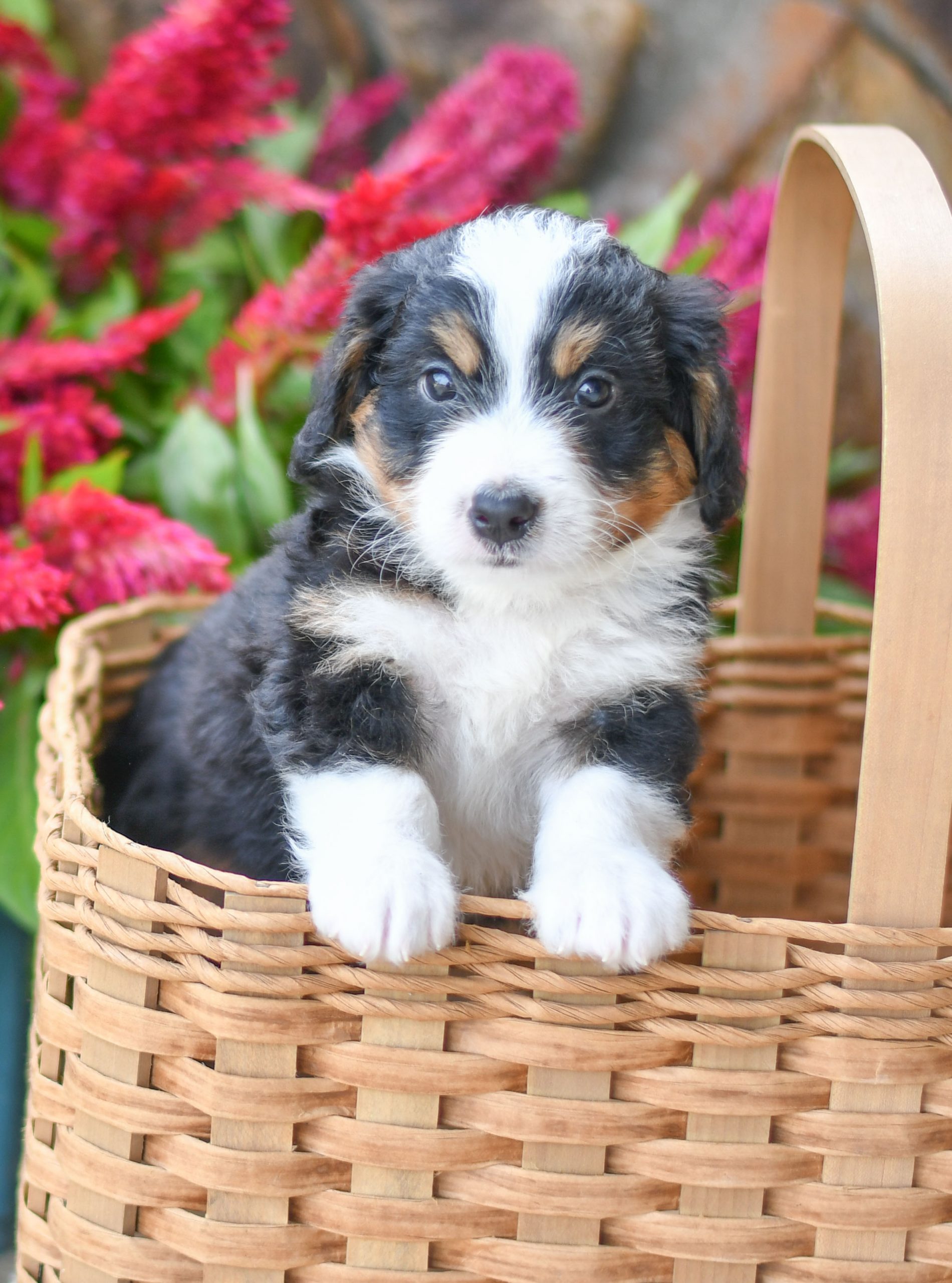 Adorable and cuddly Mini Bernedoodle puppy for sale. Happy and healthy Mini Bernedoodle puppy seeking adoption. Cute and playful Mini Bernedoodle puppy for sale. Mini Bernedoodle puppy available.