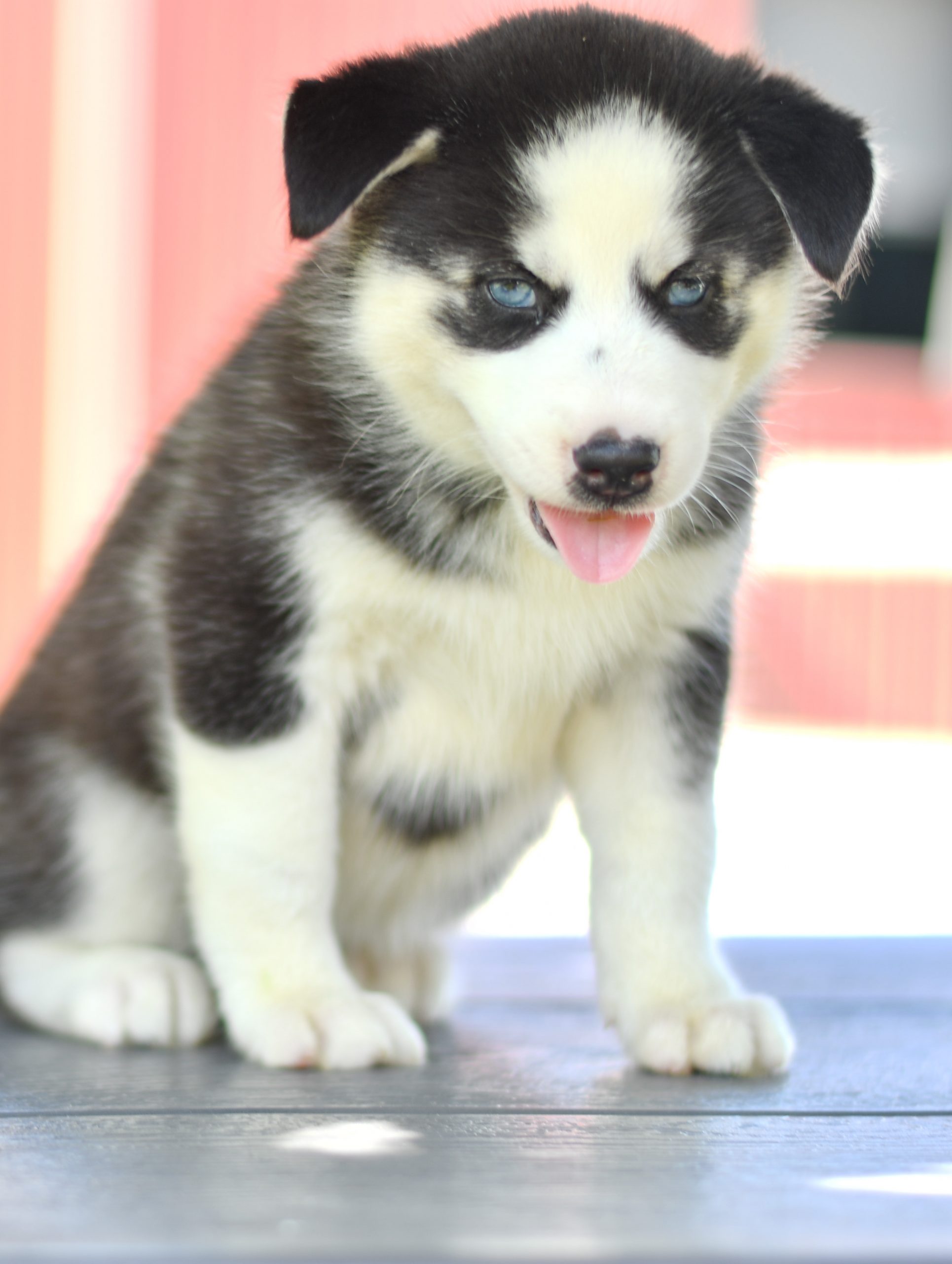 Beautiful Husky Puppies at play. For sale Husky playful puppies of Ohio. Cute and cuddly playful Husky pups for sale