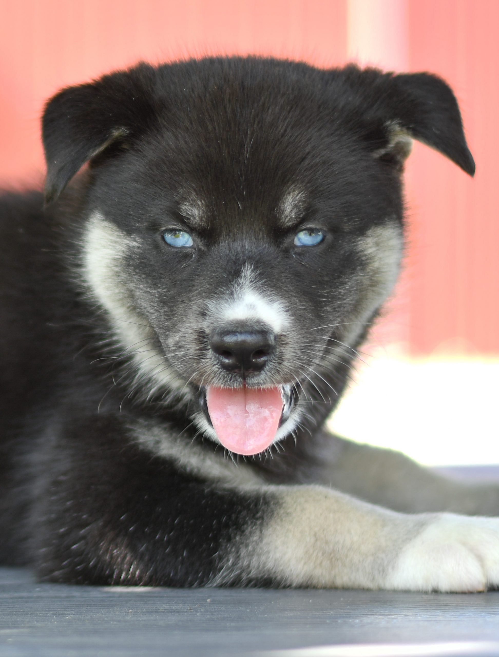 Beautiful Husky Puppies at play. For sale Husky playful puppies of Ohio. Cute and cuddly playful Husky pups for sale