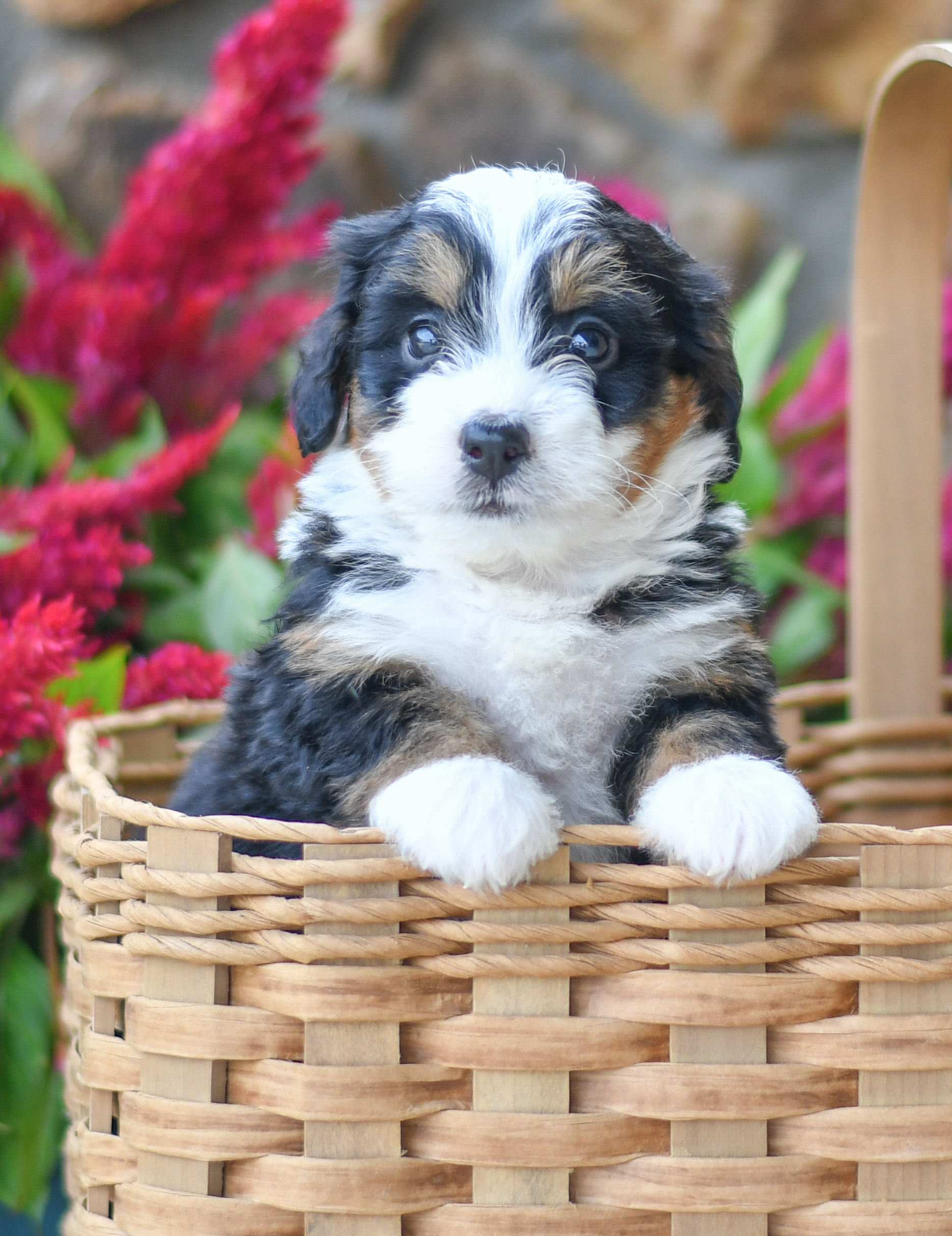 Adorable and cuddly Mini Bernedoodle puppy for sale. Happy and healthy Mini Bernedoodle puppy seeking adoption. Cute and playful Mini Bernedoodle puppy for sale. Mini Bernedoodle puppy available.