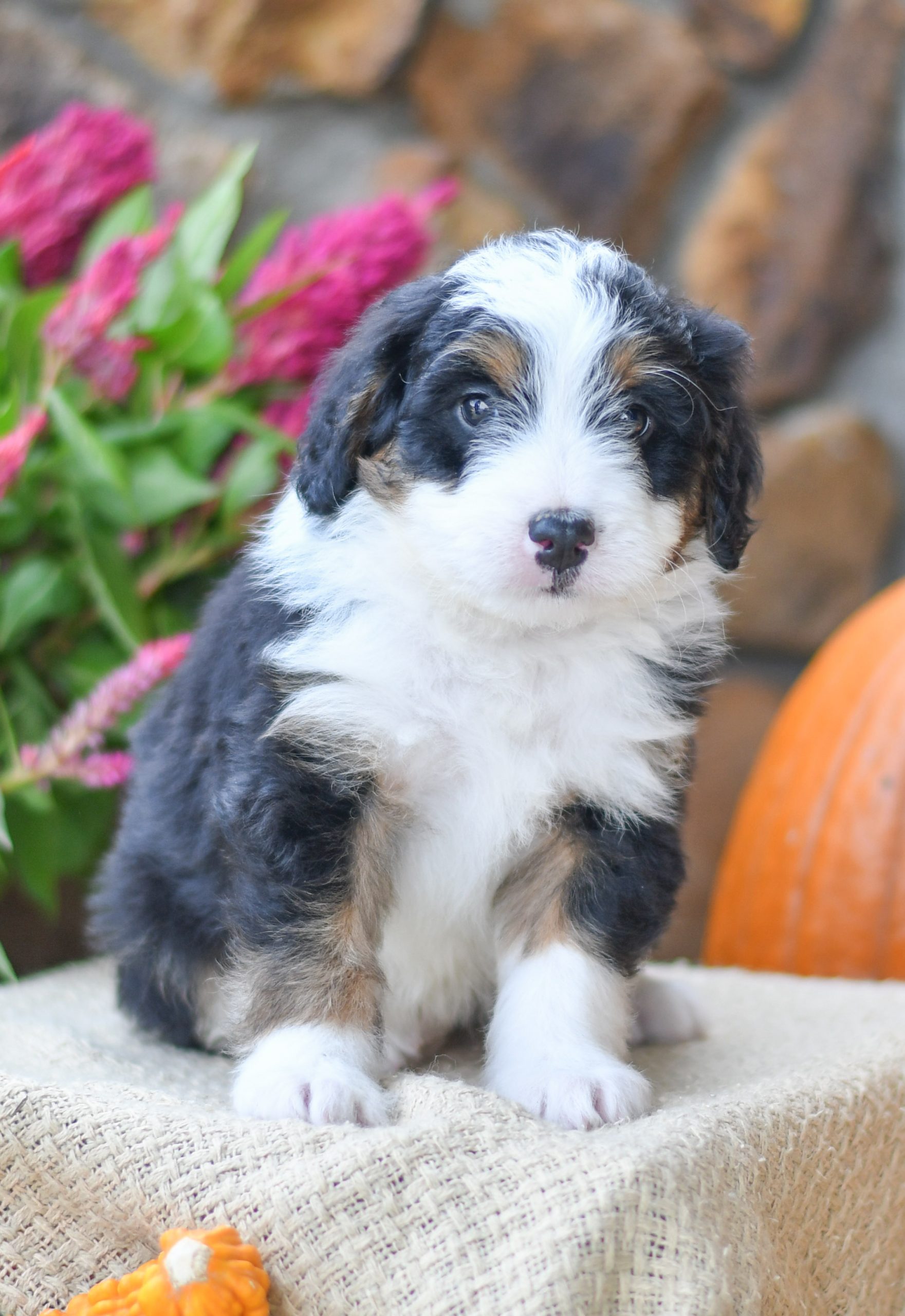 Adorable and cuddly Mini Bernedoodle puppy for sale. Happy and healthy Mini Bernedoodle puppy seeking adoption. Cute and playful Mini Bernedoodle puppy for sale. Mini Bernedoodle puppy available.