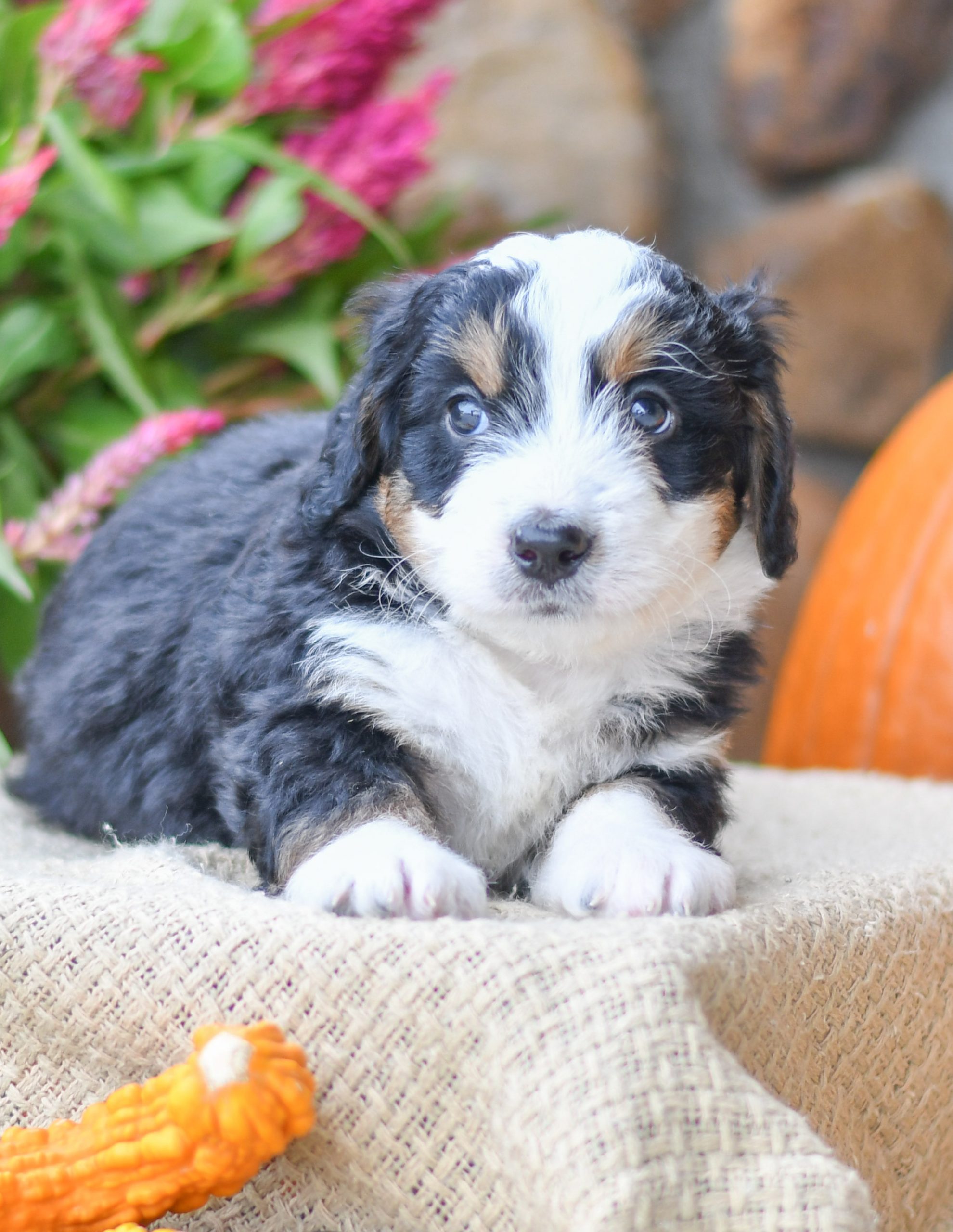 Adorable and cuddly Mini Bernedoodle puppy for sale. Happy and healthy Mini Bernedoodle puppy seeking adoption. Cute and playful Mini Bernedoodle puppy for sale. Mini Bernedoodle puppy available.