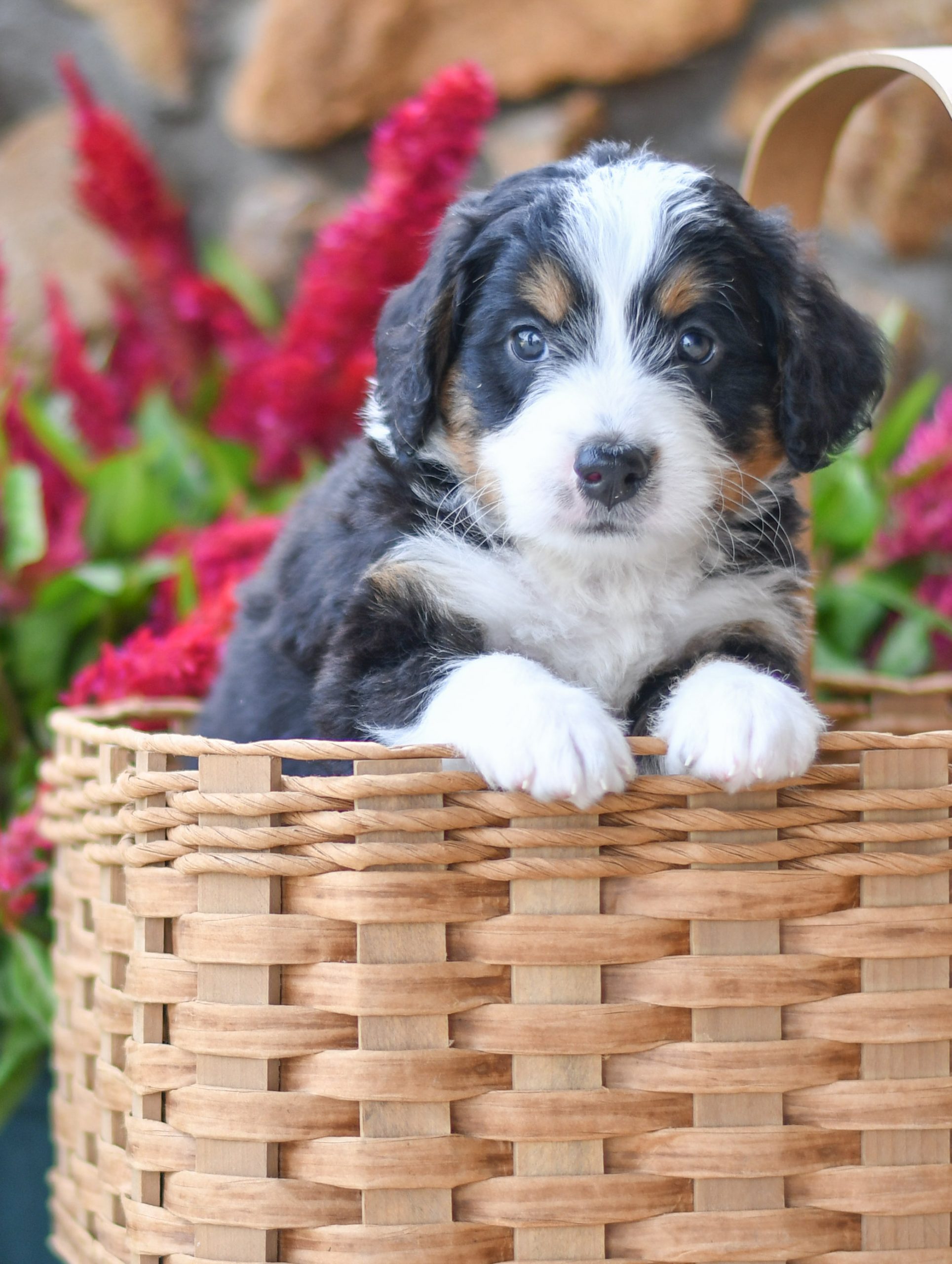 Adorable and cuddly Mini Bernedoodle puppy for sale. Happy and healthy Mini Bernedoodle puppy seeking adoption. Cute and playful Mini Bernedoodle puppy for sale. Mini Bernedoodle puppy available.