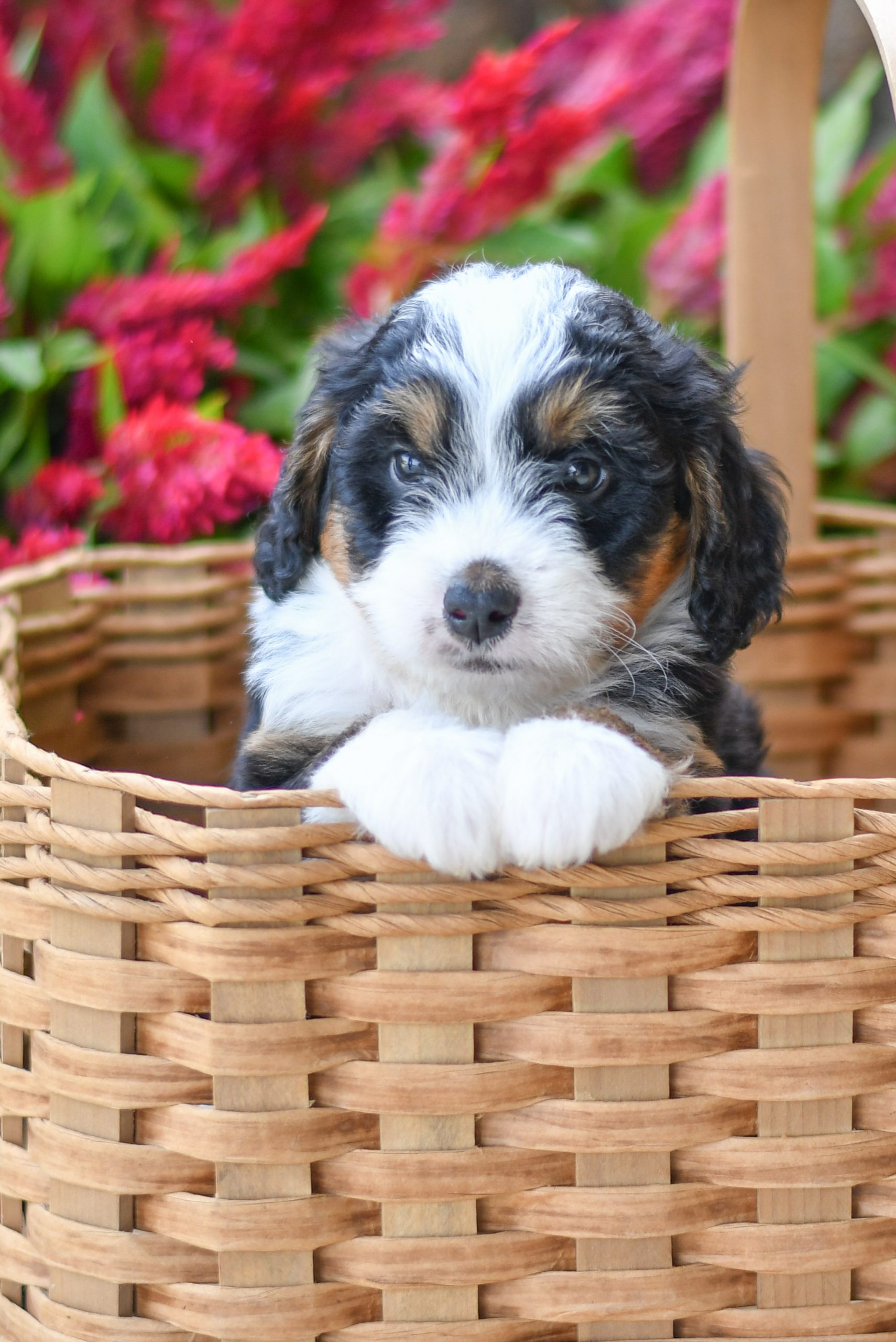 Adorable and cuddly Mini Bernedoodle puppy for sale. Happy and healthy Mini Bernedoodle puppy seeking adoption. Cute and playful Mini Bernedoodle puppy for sale. Mini Bernedoodle puppy available.