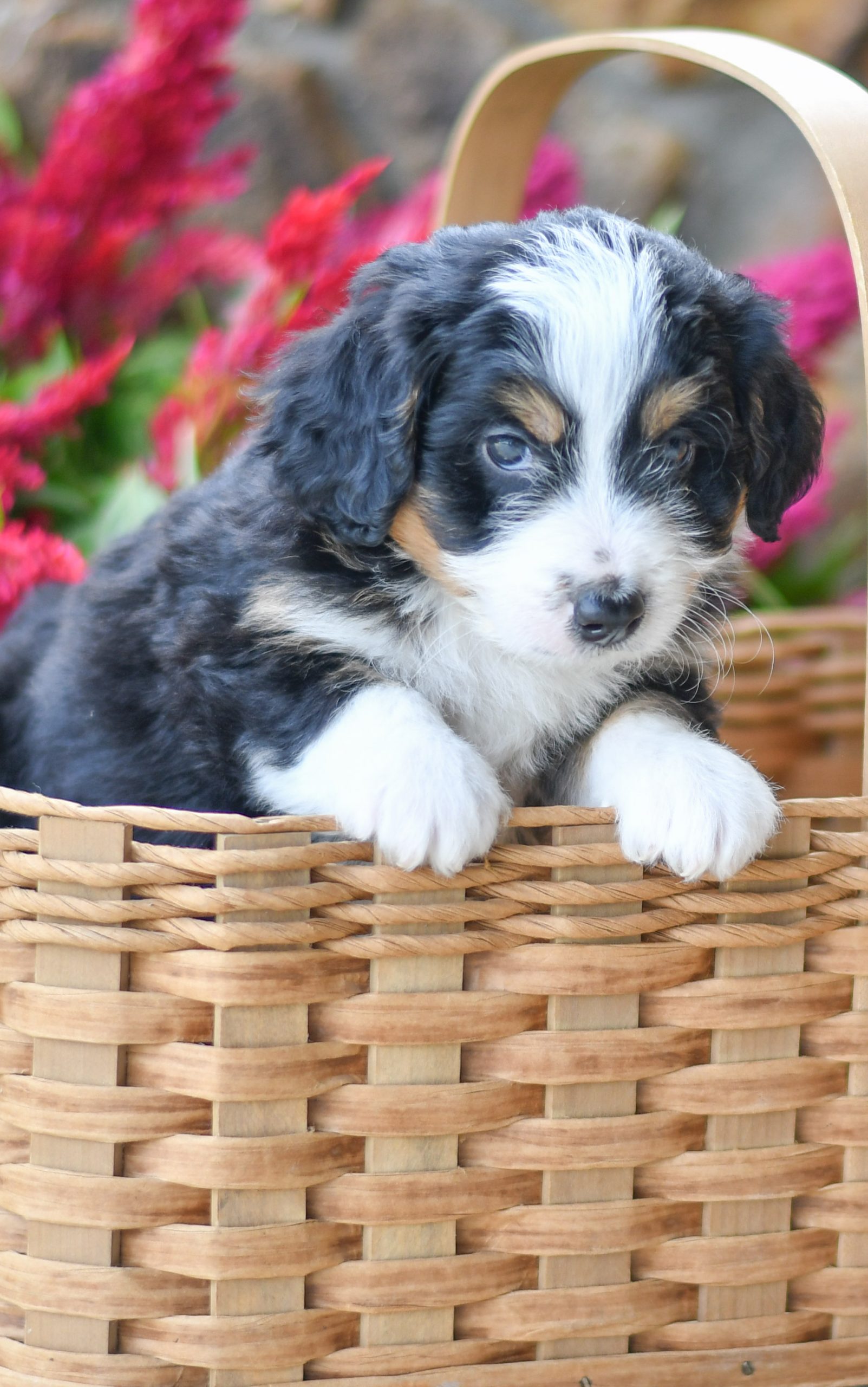 Adorable and cuddly Mini Bernedoodle puppy for sale. Happy and healthy Mini Bernedoodle puppy seeking adoption. Cute and playful Mini Bernedoodle puppy for sale. Mini Bernedoodle puppy available.