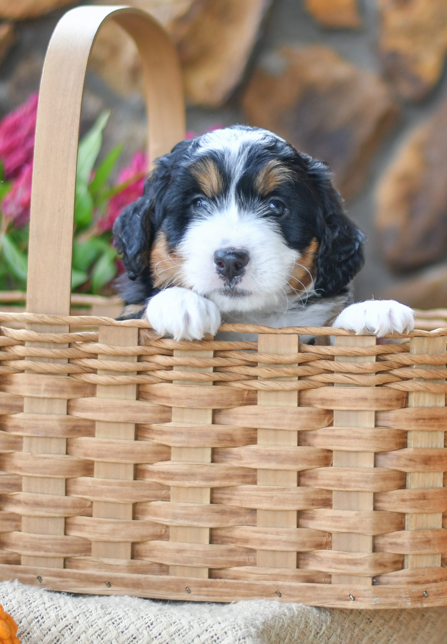 Adorable and cuddly Mini Bernedoodle puppy for sale. Happy and healthy Mini Bernedoodle puppy seeking adoption. Cute and playful Mini Bernedoodle puppy for sale. Mini Bernedoodle puppy available.