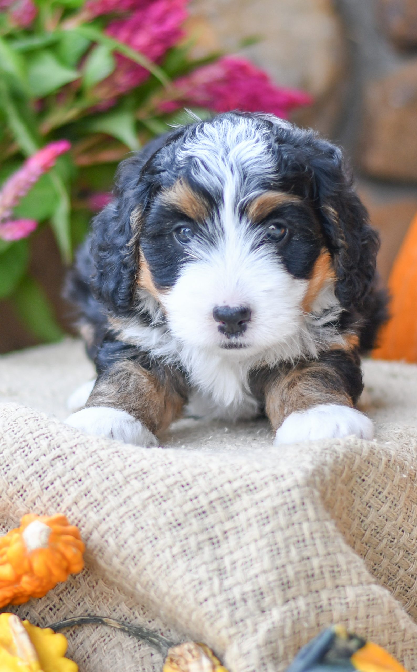 Adorable and cuddly Mini Bernedoodle puppy for sale. Happy and healthy Mini Bernedoodle puppy seeking adoption. Cute and playful Mini Bernedoodle puppy for sale. Mini Bernedoodle puppy available.