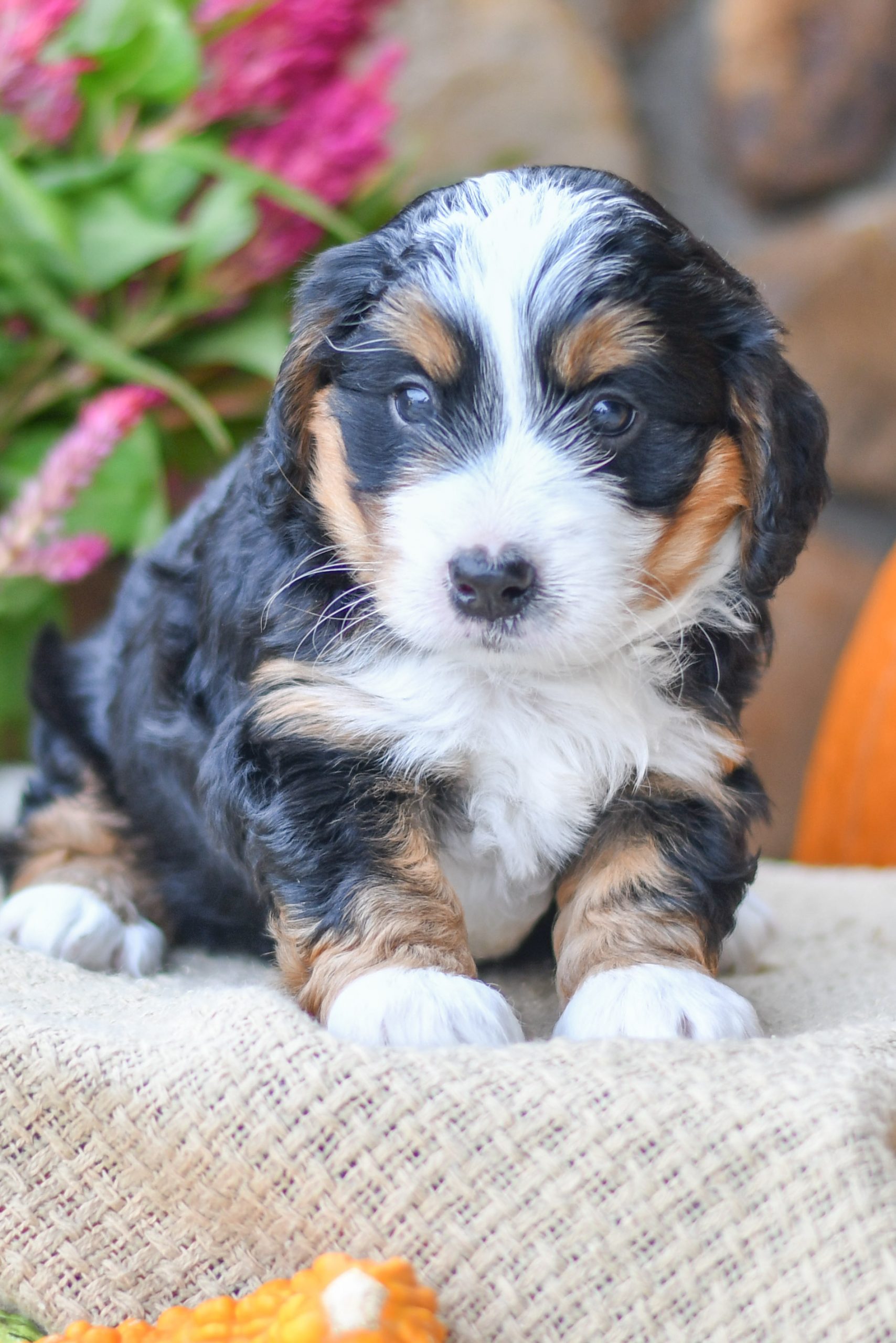 Adorable and cuddly Mini Bernedoodle puppy for sale. Happy and healthy Mini Bernedoodle puppy seeking adoption. Cute and playful Mini Bernedoodle puppy for sale. Mini Bernedoodle puppy available.