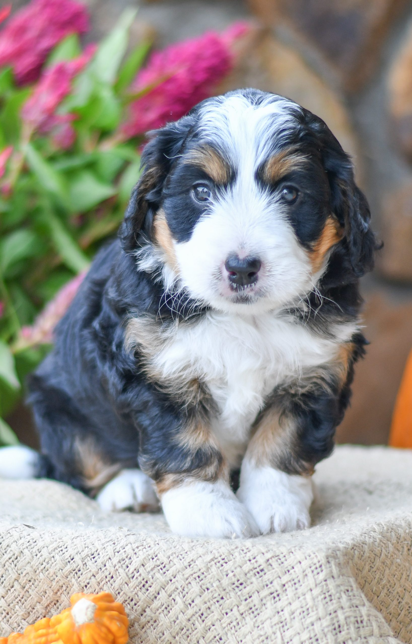 Adorable and cuddly Mini Bernedoodle puppy for sale. Happy and healthy Mini Bernedoodle puppy seeking adoption. Cute and playful Mini Bernedoodle puppy for sale. Mini Bernedoodle puppy available.
